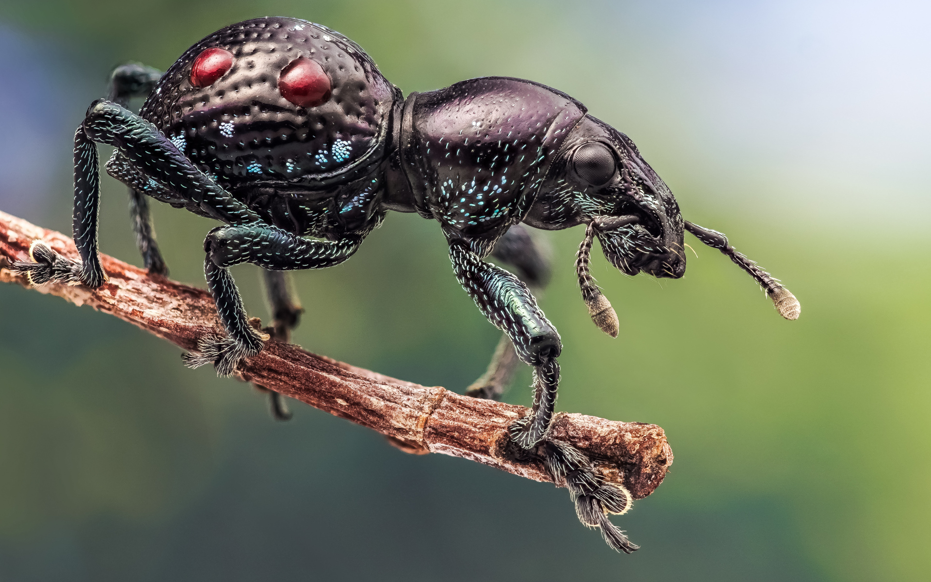 Черный жук долгоносик сидит на ветке дерева