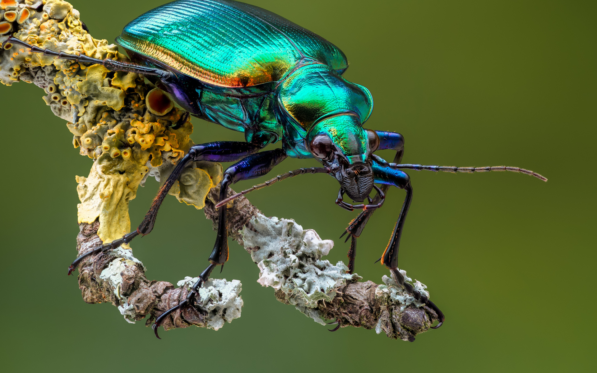 Яркий жук Красотел на ветке крупным планом