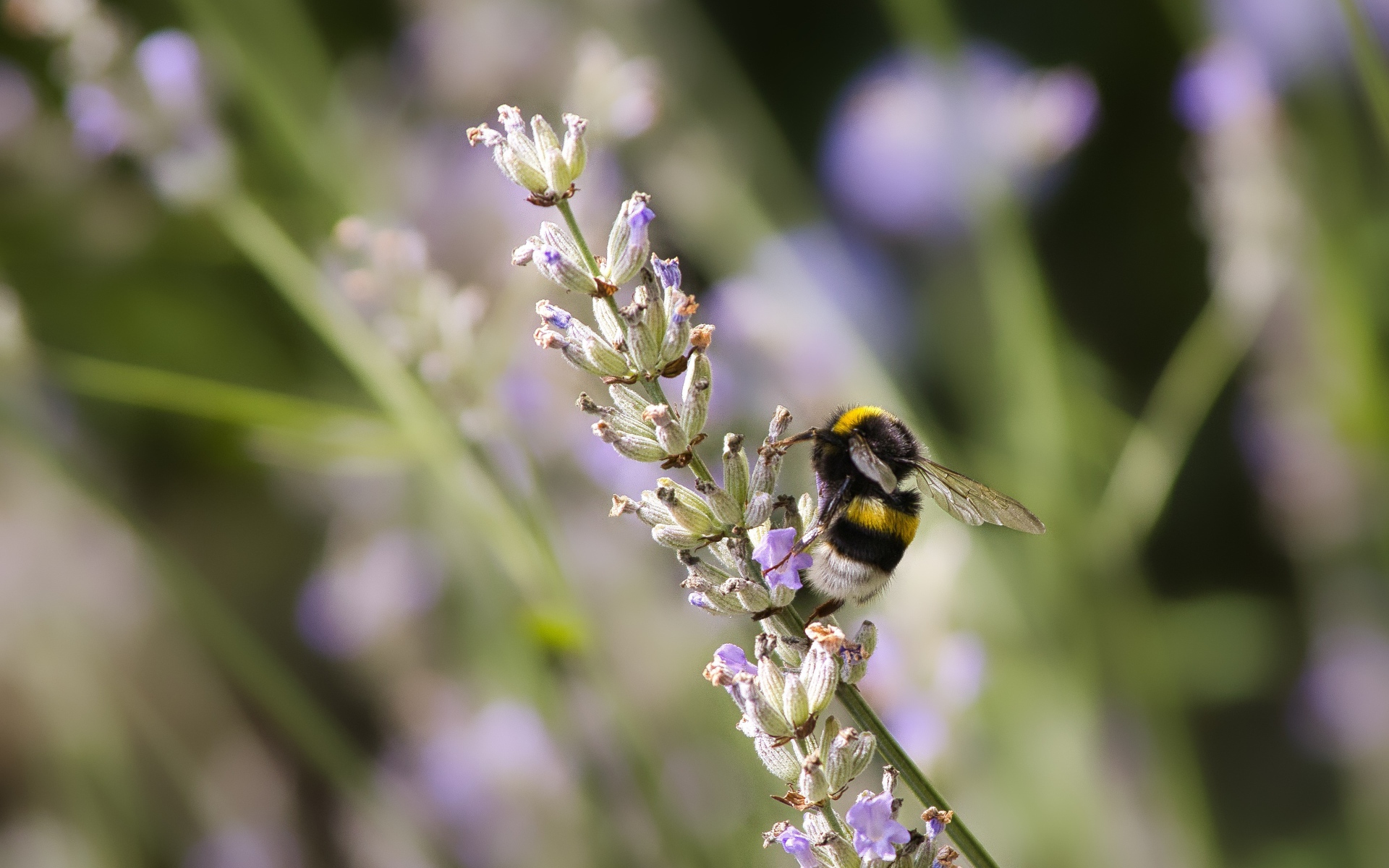 Шмель сидит на ветке лаванды