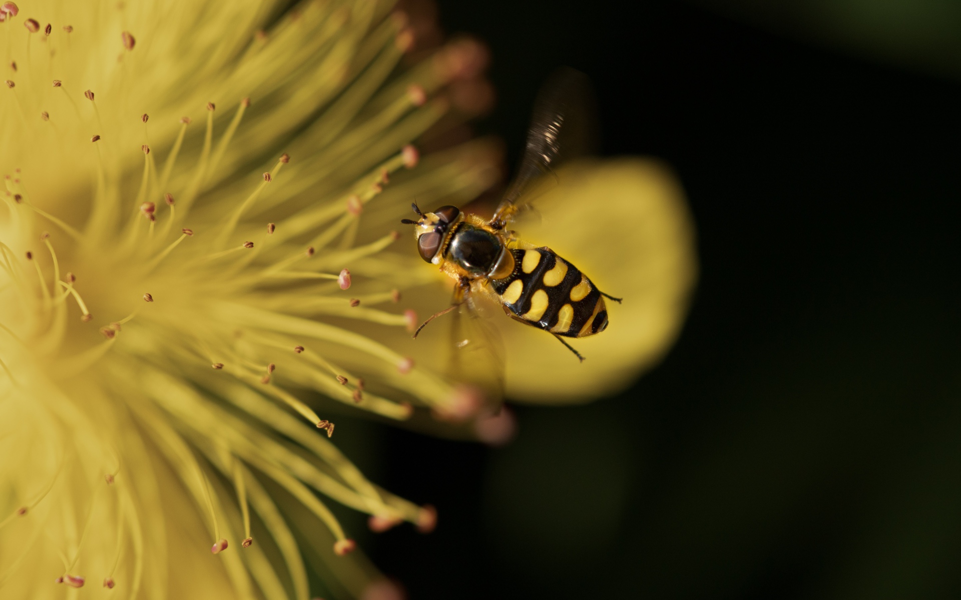 Муха журчалка у желтого цветка 