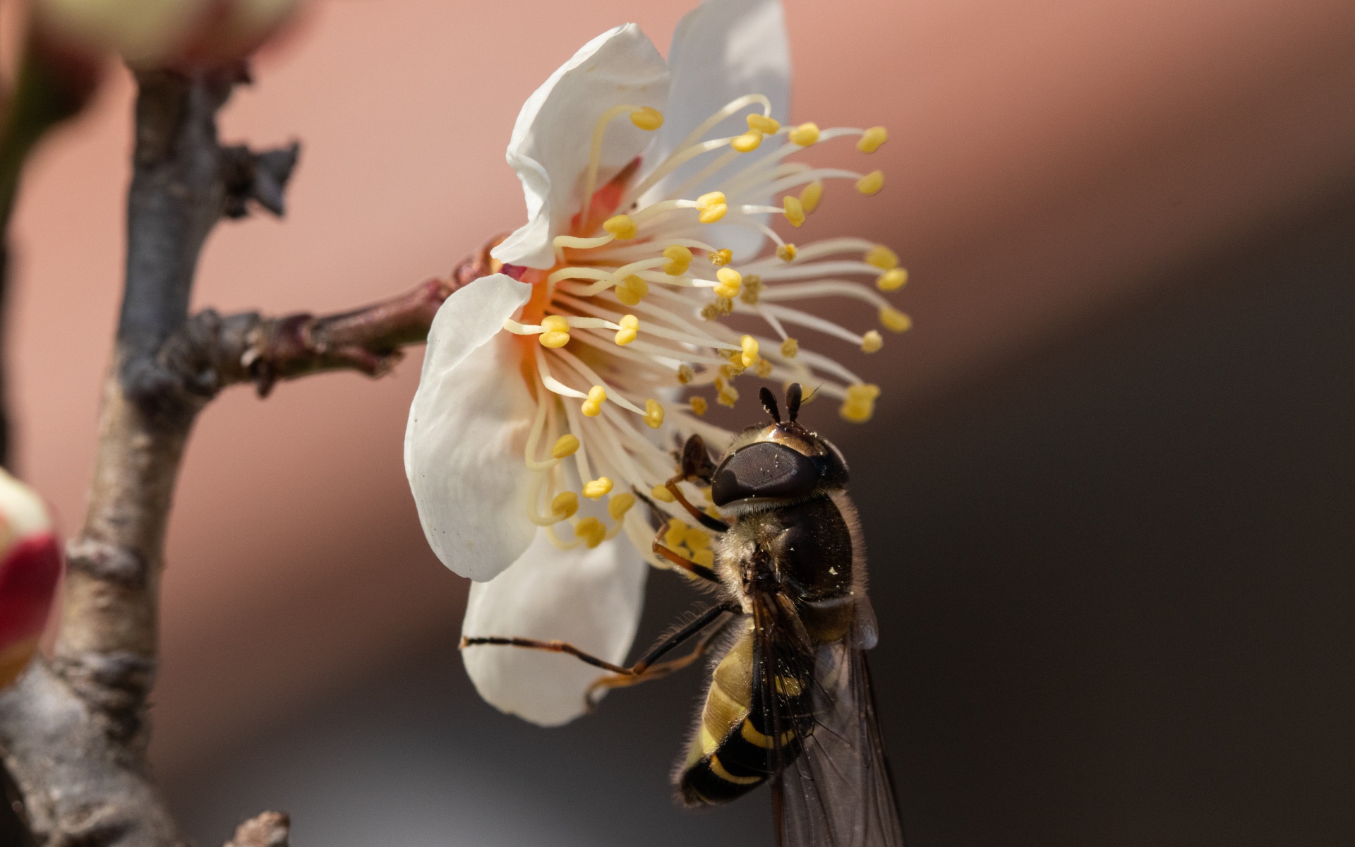 Маленькая пчела сидит на белом цветке весной 