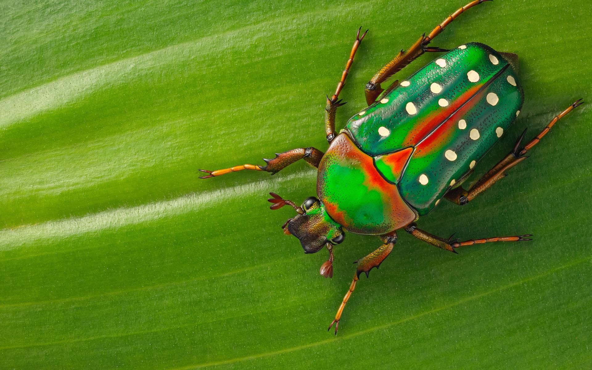 Жук Стефаноррина сидит на зеленом листе