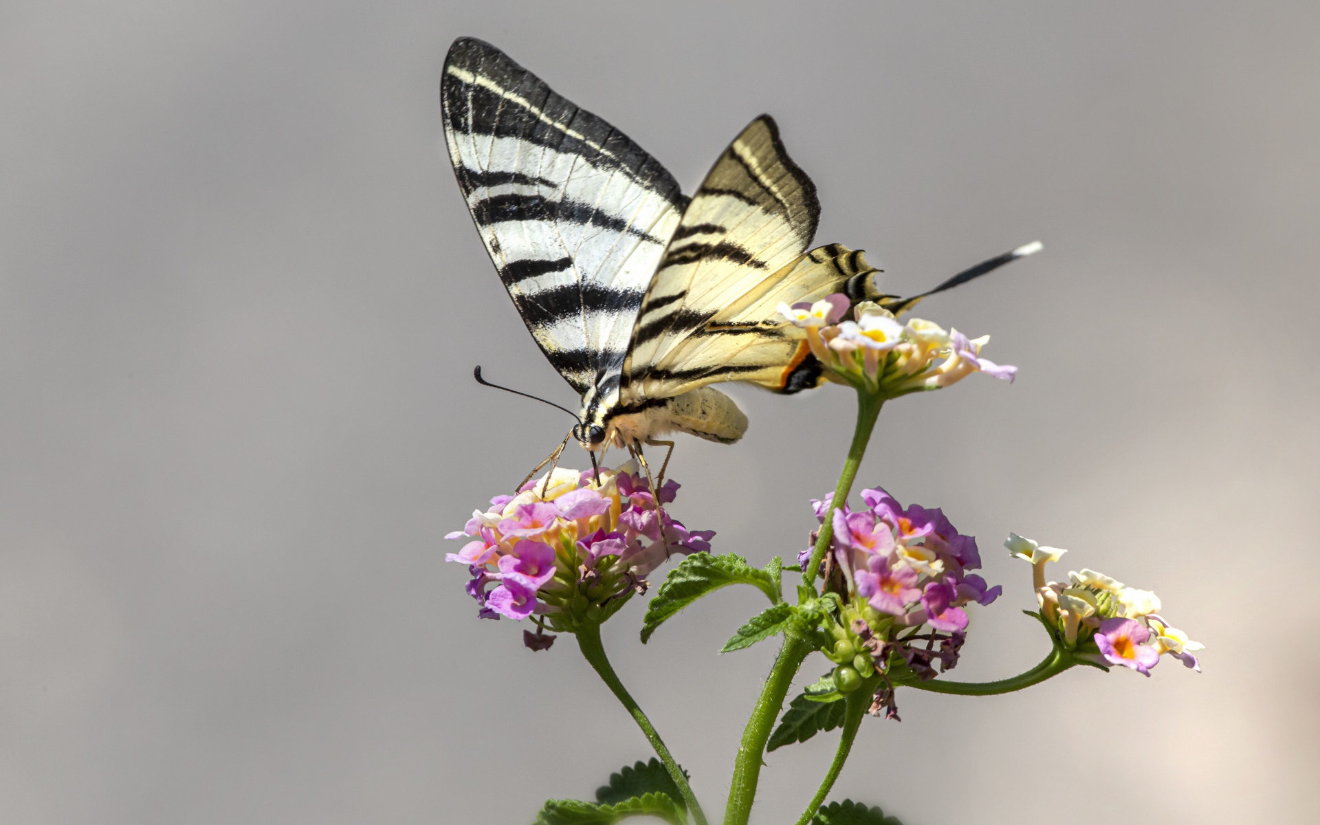 Бабочка махаон сидит на цветке на сером фоне