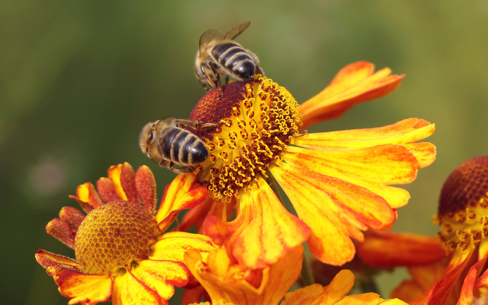 Две медоносные пчелы сидят на цветке 