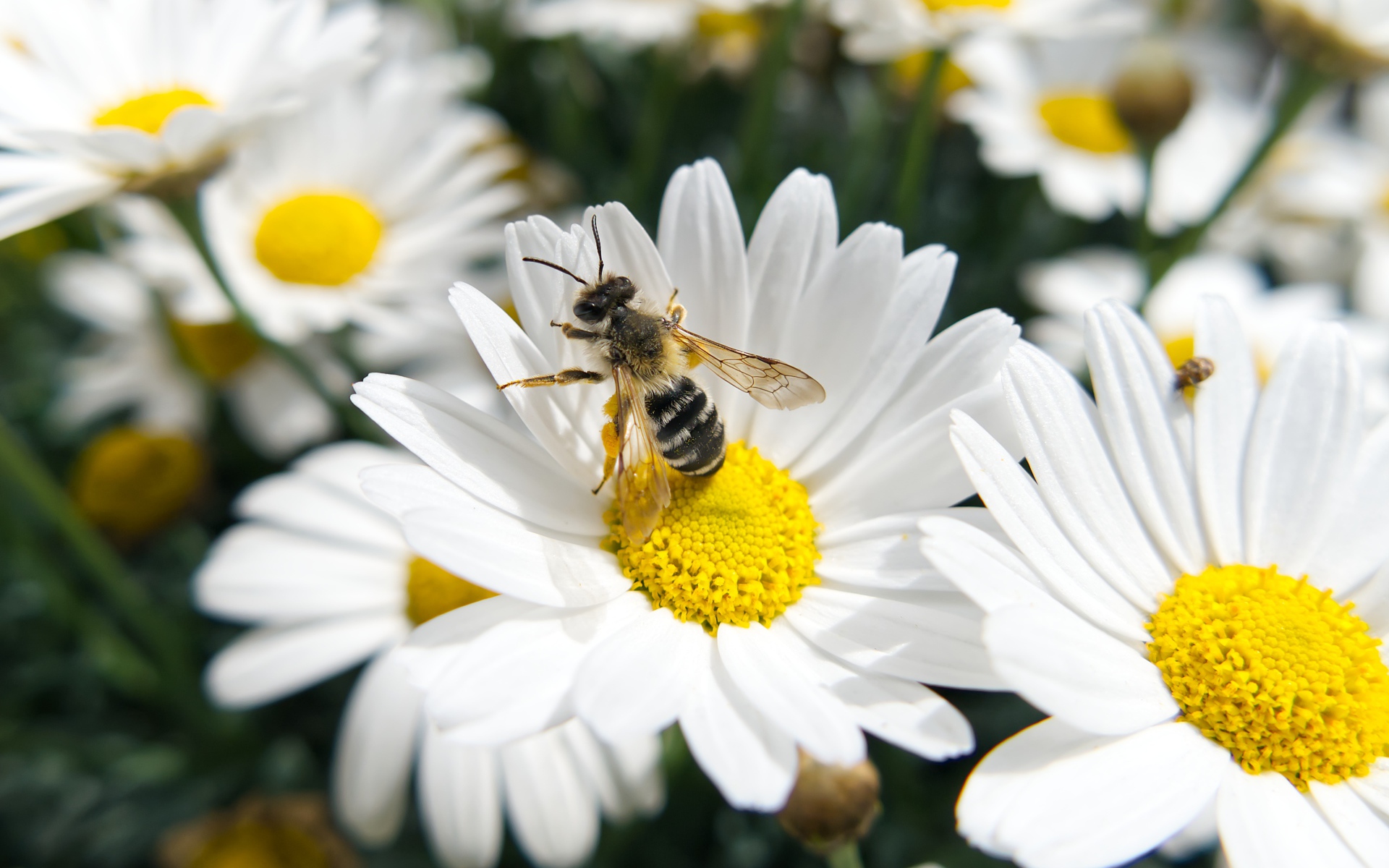 Белые полевые ромашки с пчелой 