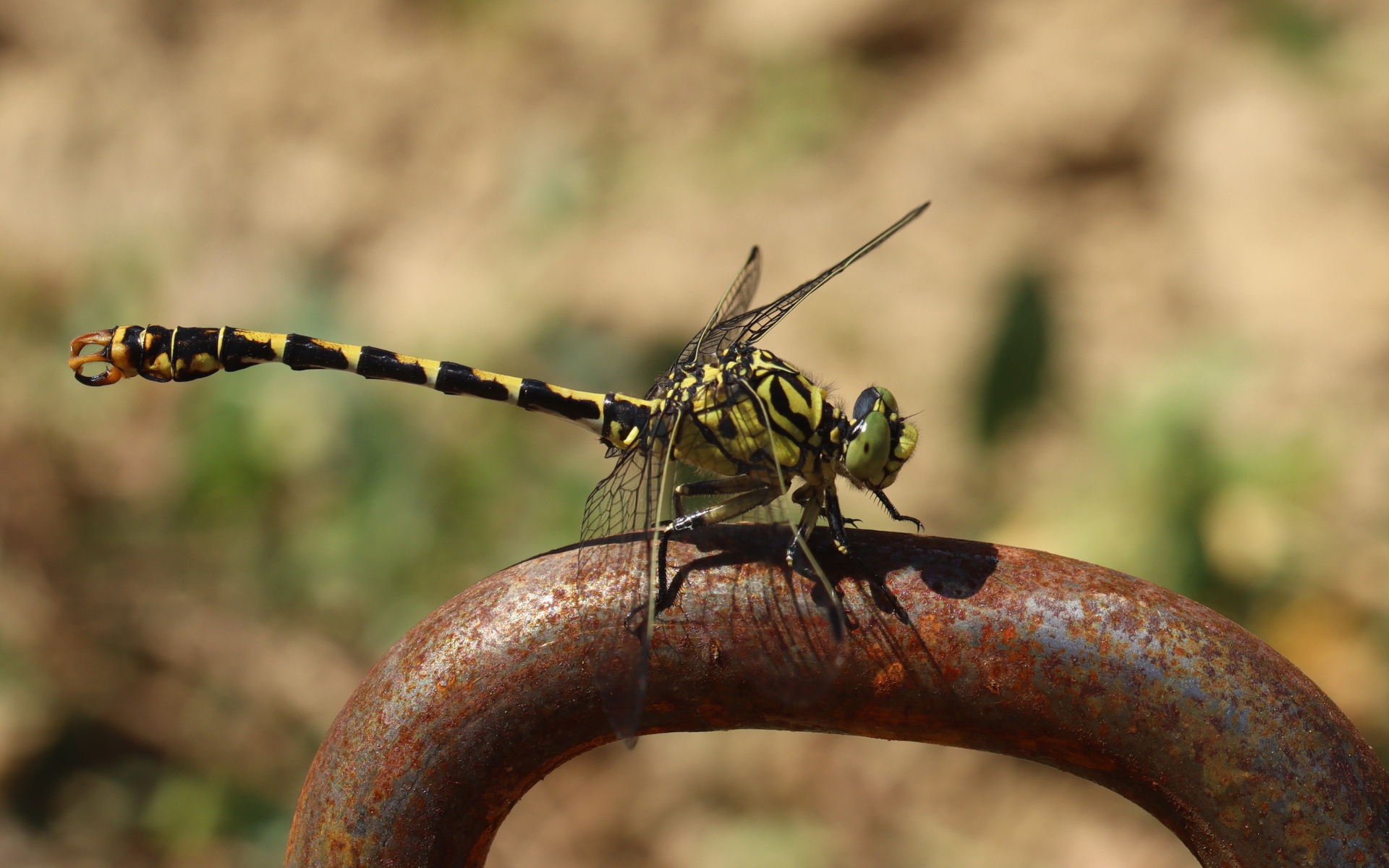 Желтая с черным стрекоза  на  железном поручне 