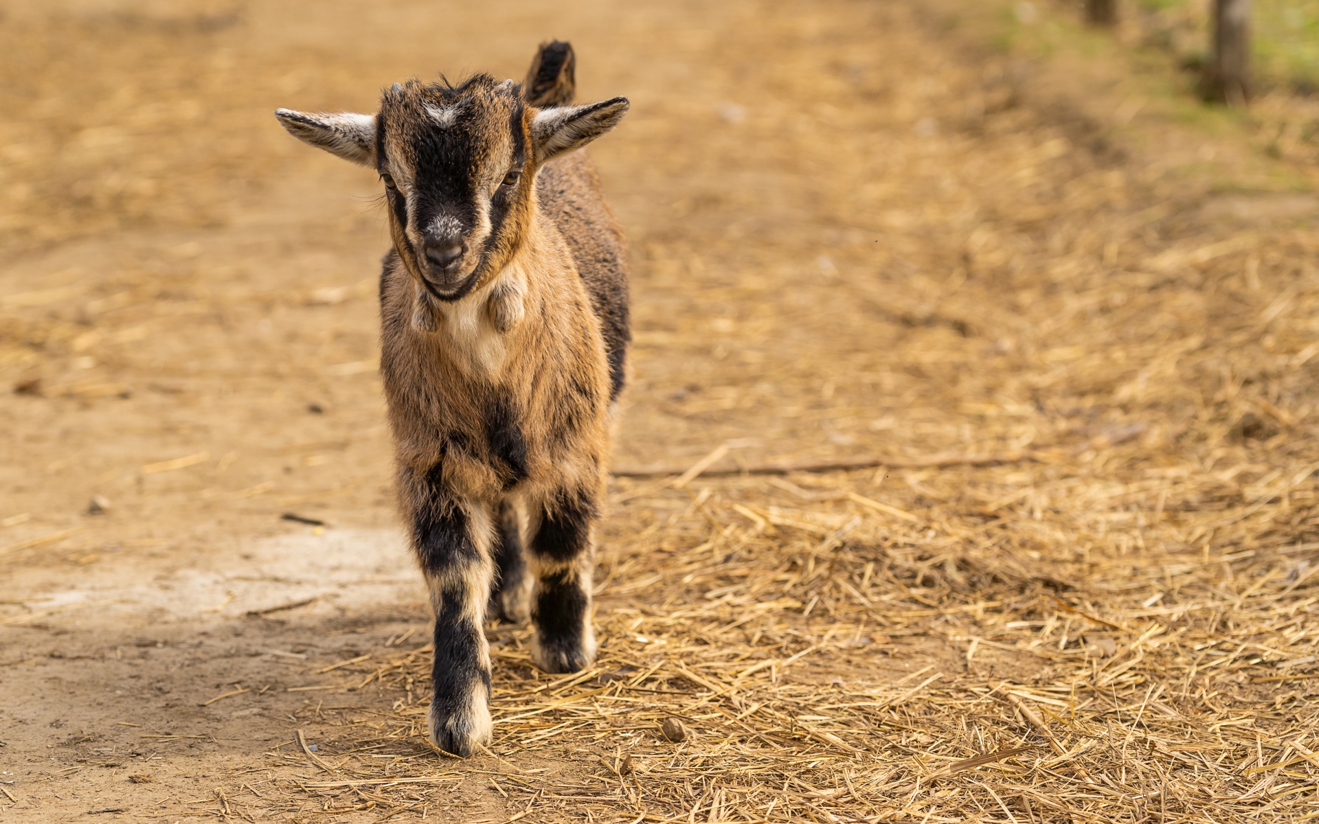 Маленький козленок идет по земле