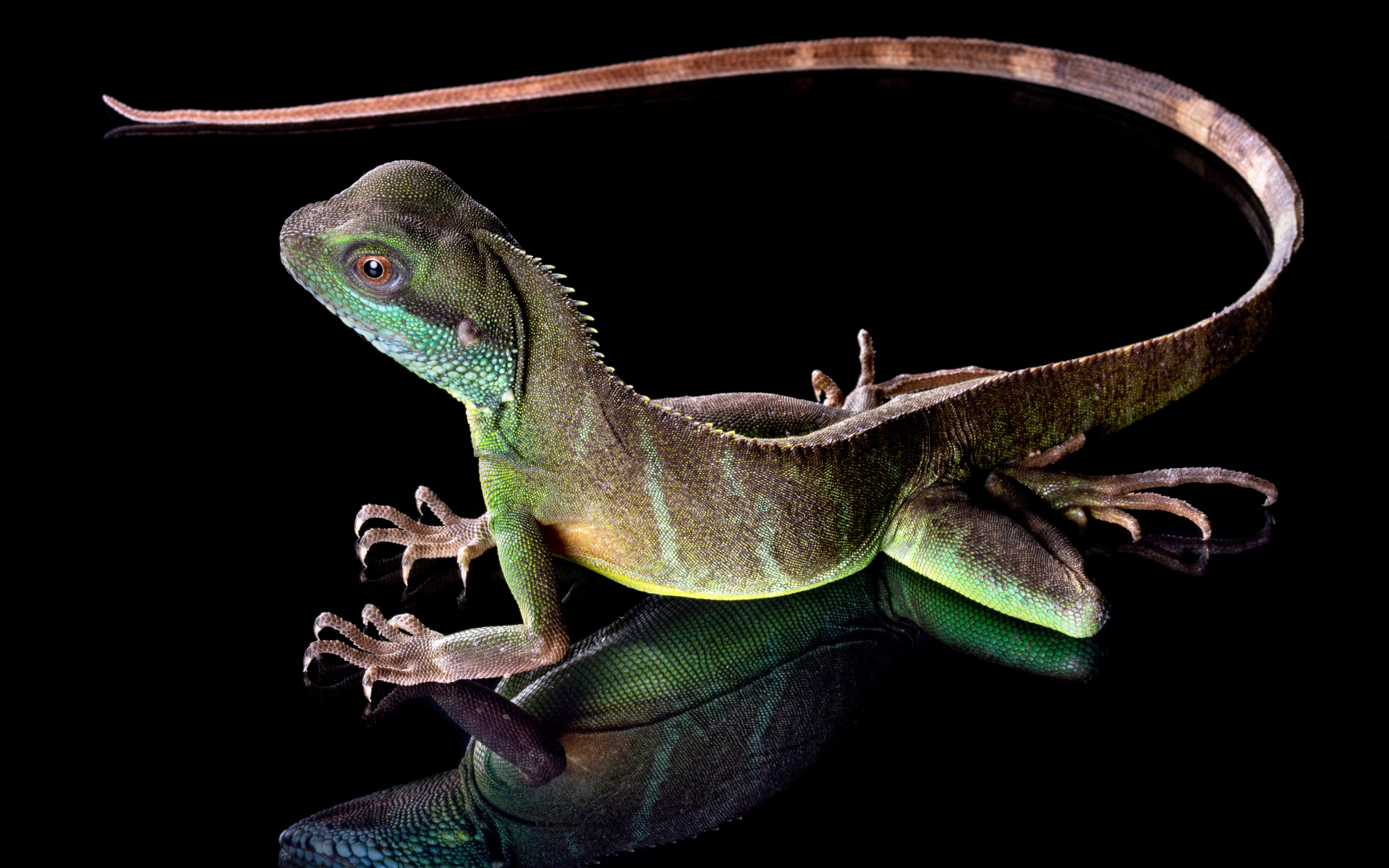 Красивая разноцветная ящерица на черном фоне 