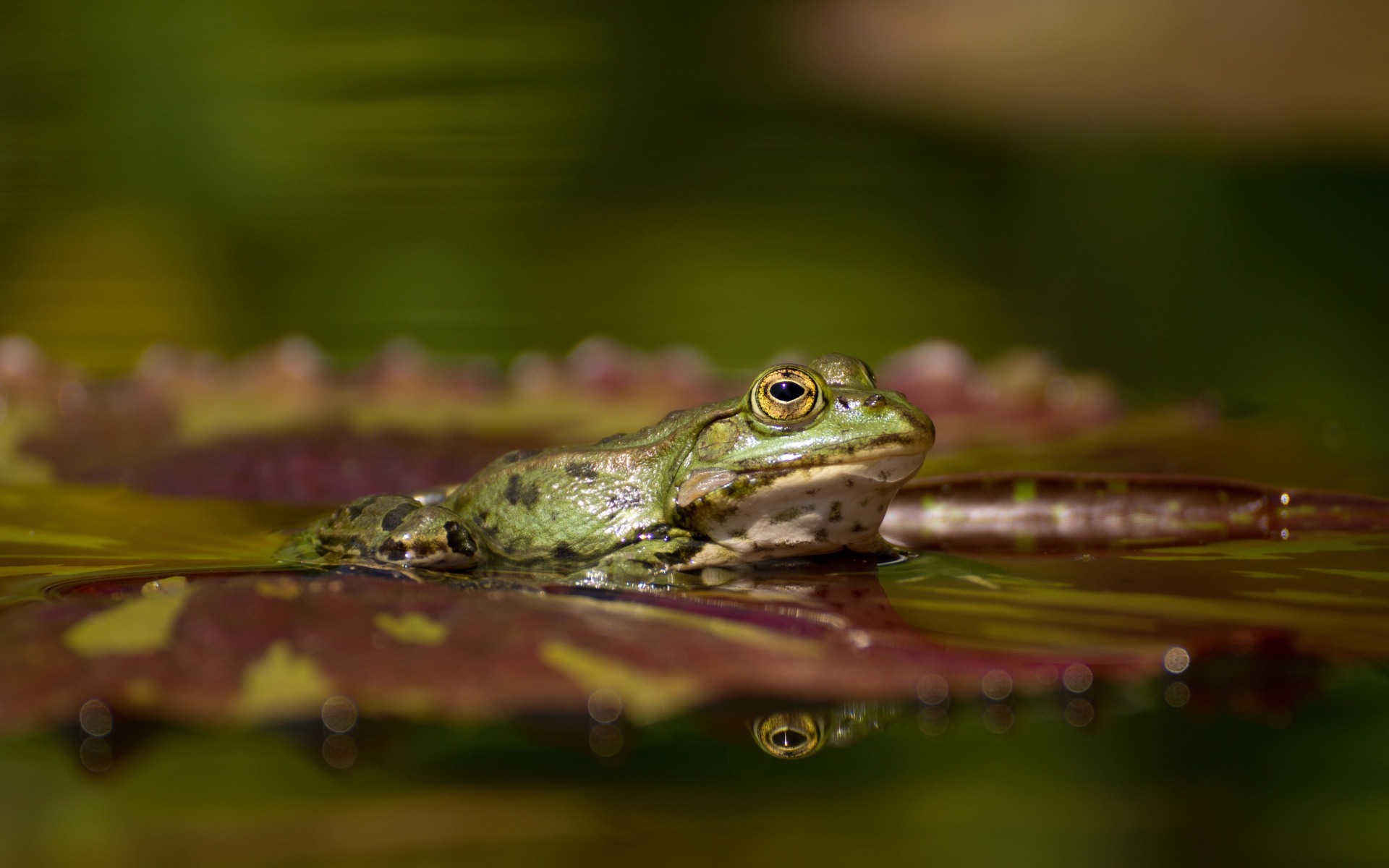 Большая зеленая лягушка на зеленом листе в воде