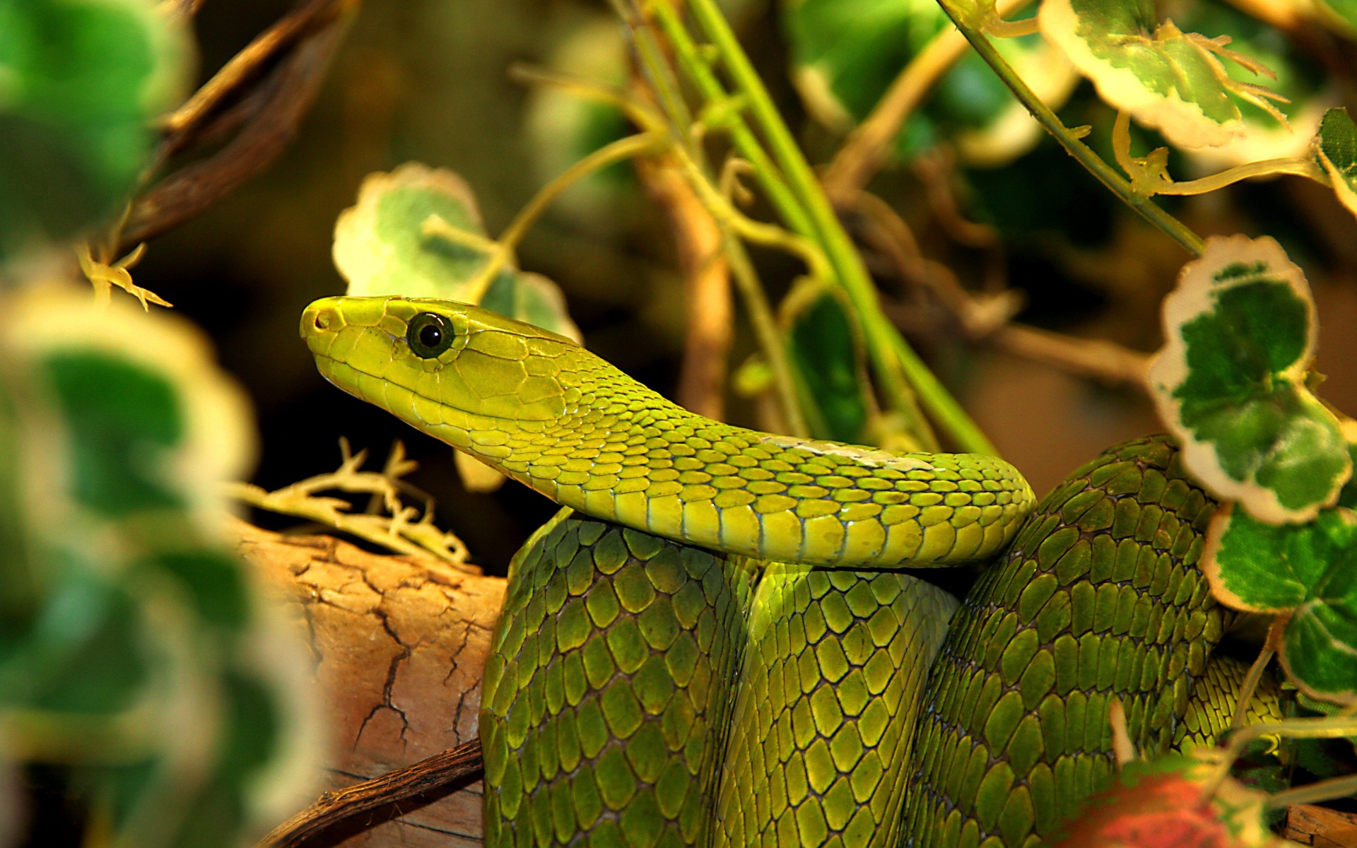 Большая зеленая змея в листьях 