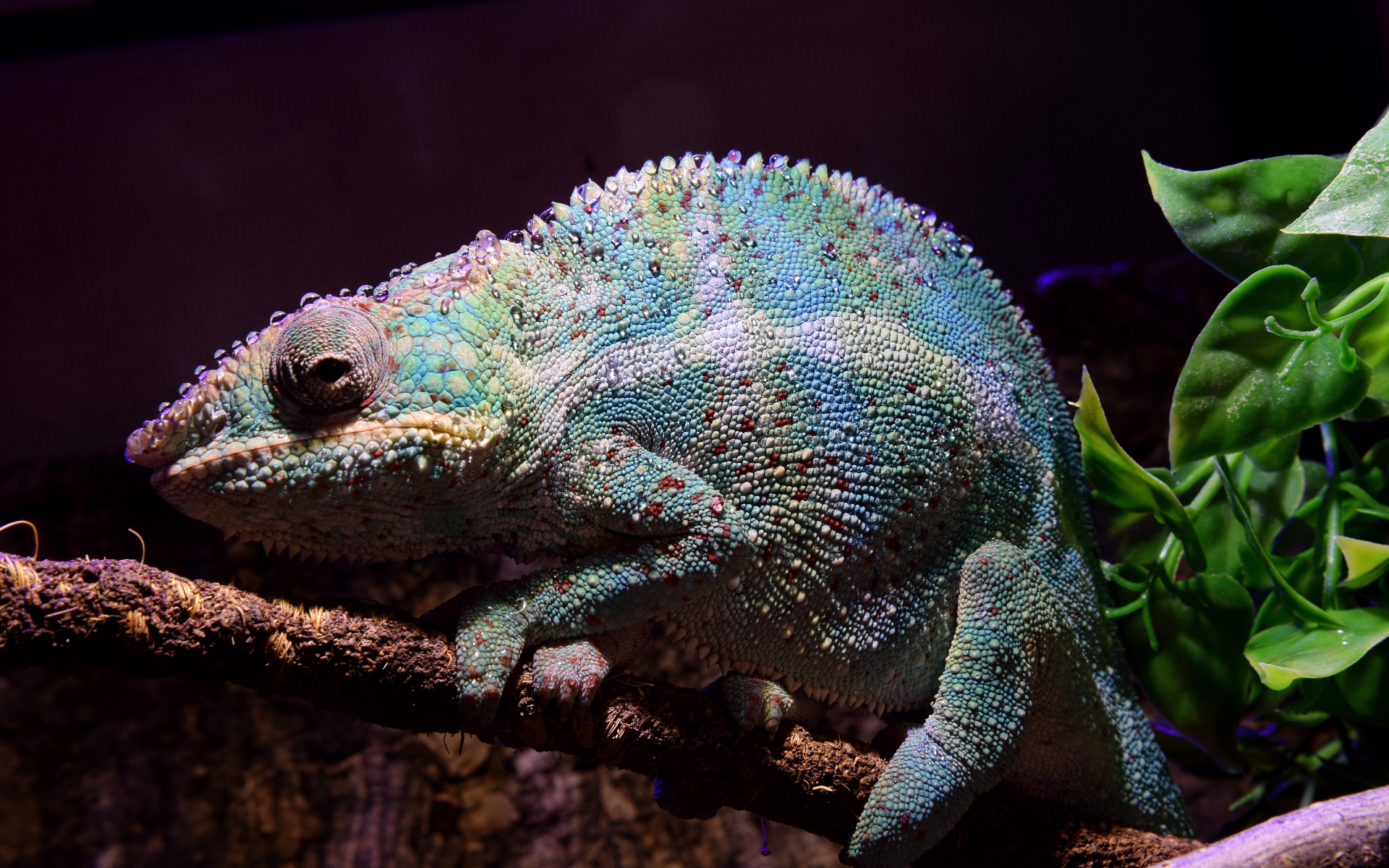 Голубой хамелеон сидит на ветке дерева 