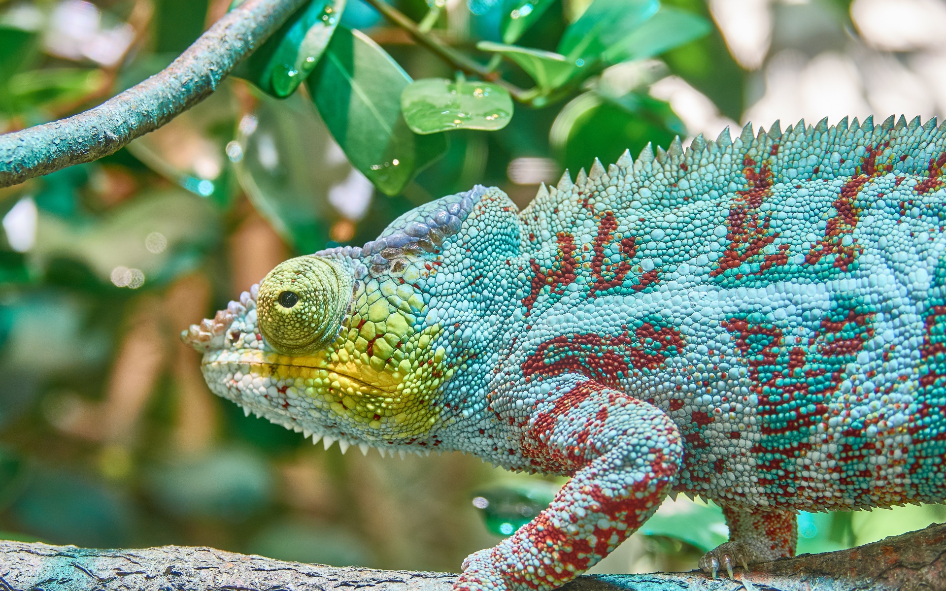 Голубая игуана сидит на ветке дерева