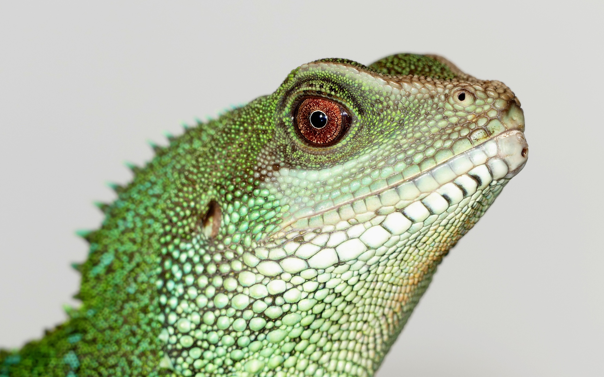 Китайский водный дракон на сером фоне