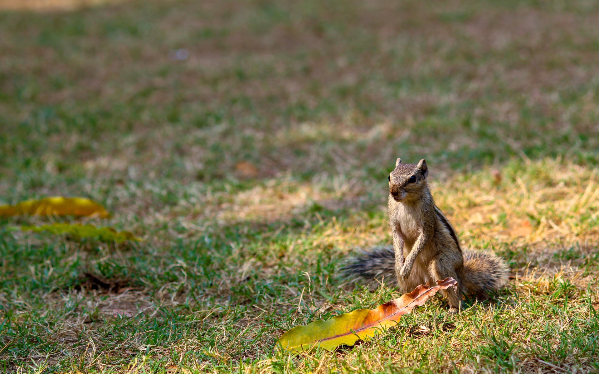 Бурундук сидит на зеленой траве 