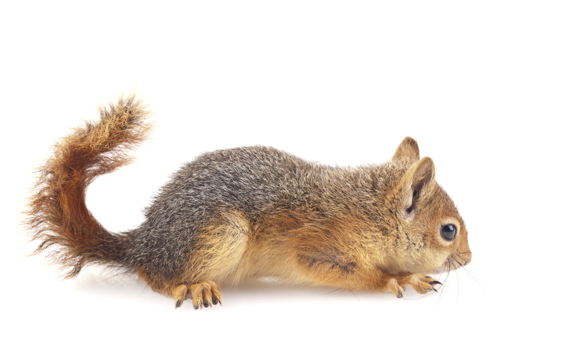 Маленькая рыжая белка на белом фоне 