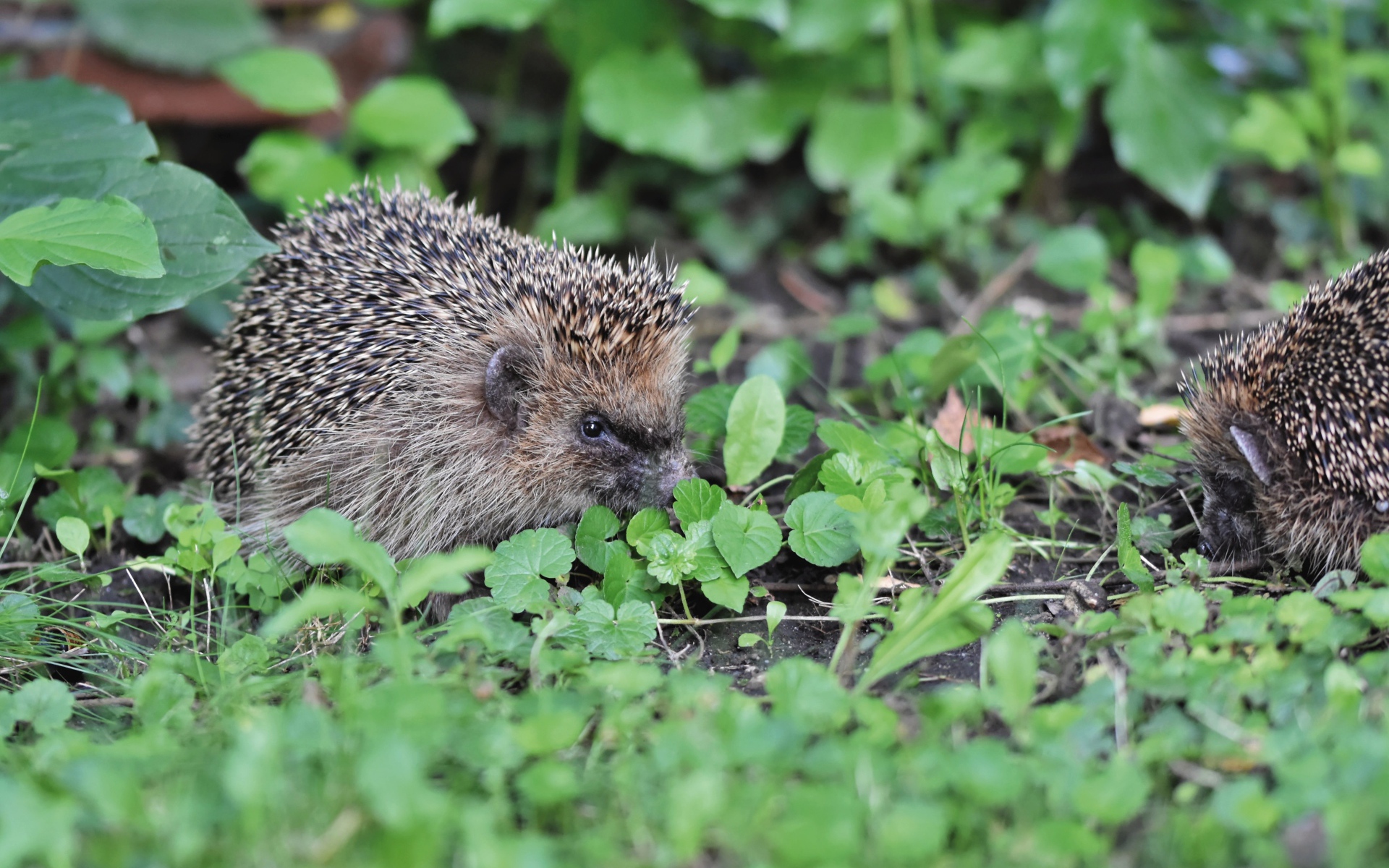 Два колючих ежа на зеленой траве 