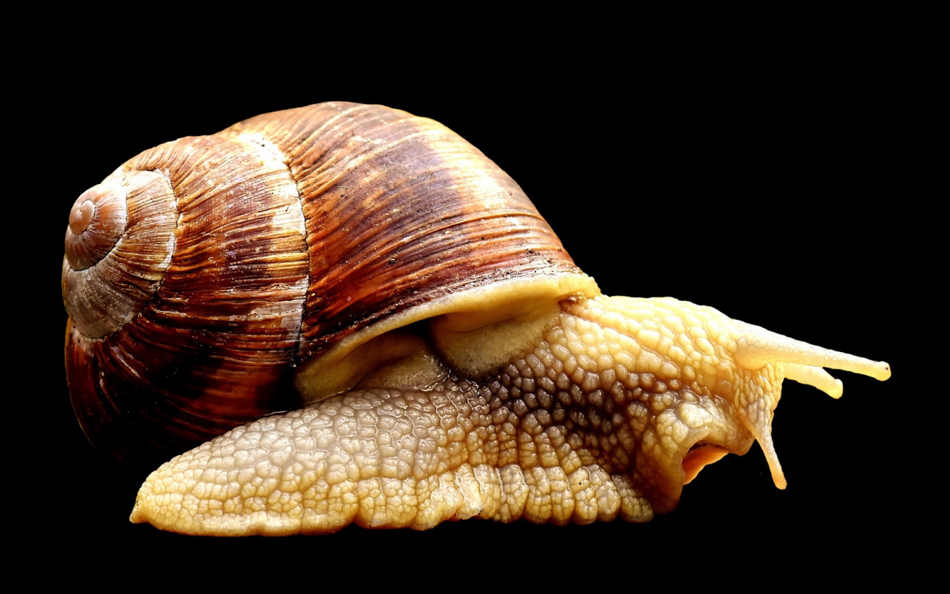 Большая улитка ахатина на черном фоне