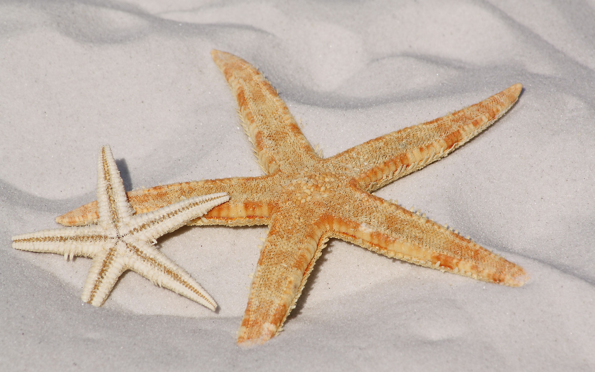 Две морские звезды на горячем морском песке