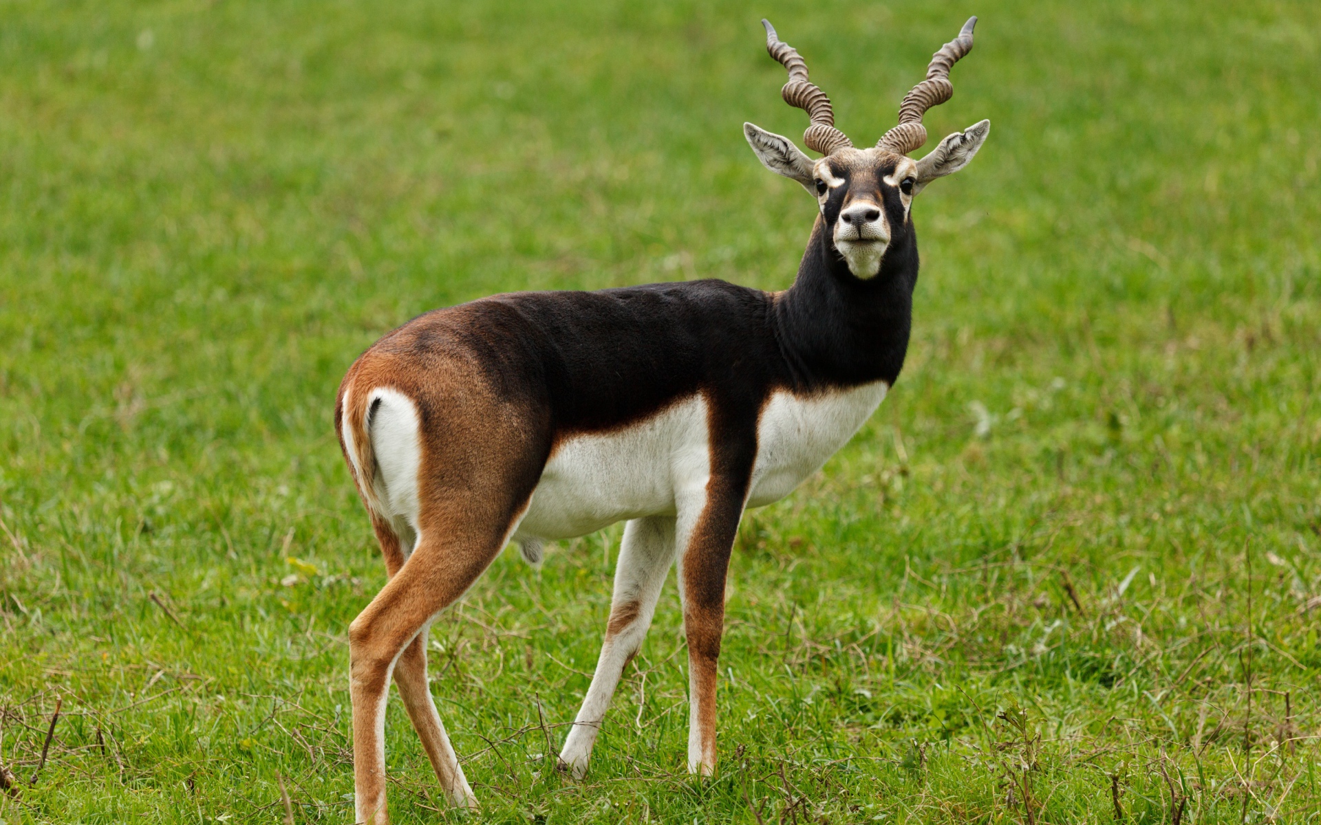 Большая антилопа на зеленой траве