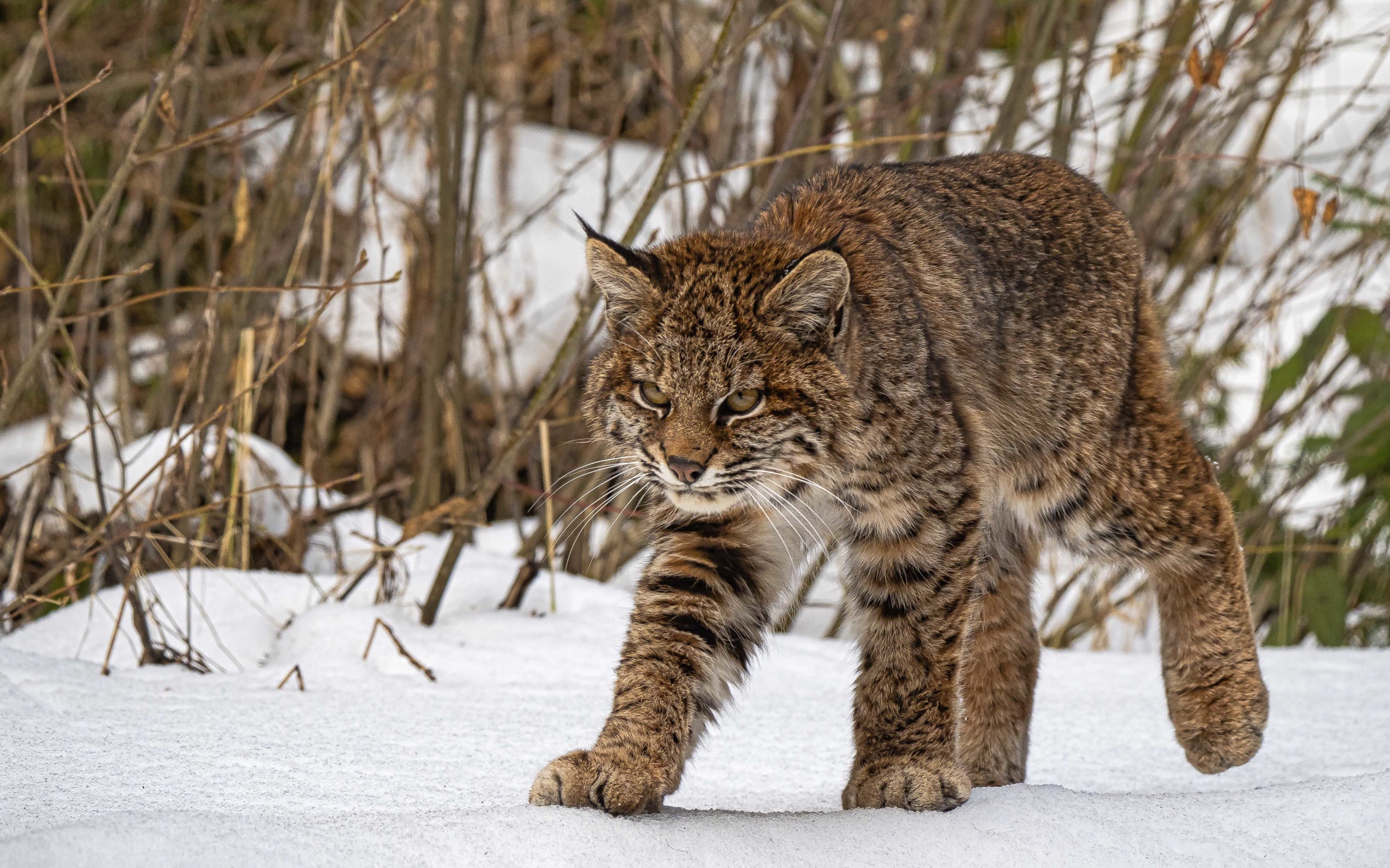 Серьезная серая рысь идет по снегу