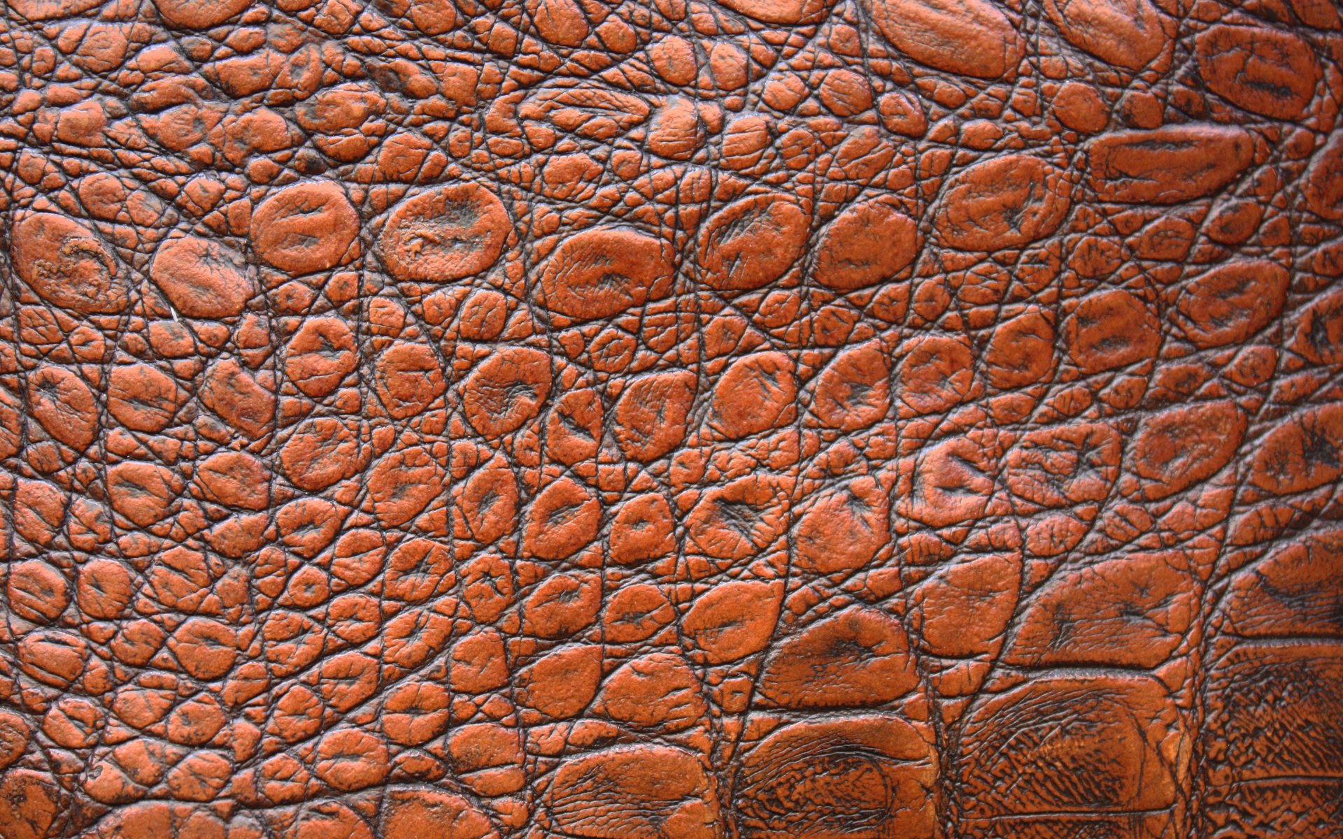 Коричневая кожа крокодила крупным планом, фон