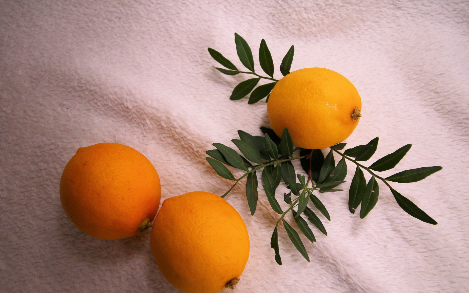 Три лимона с веткой на белом пледе