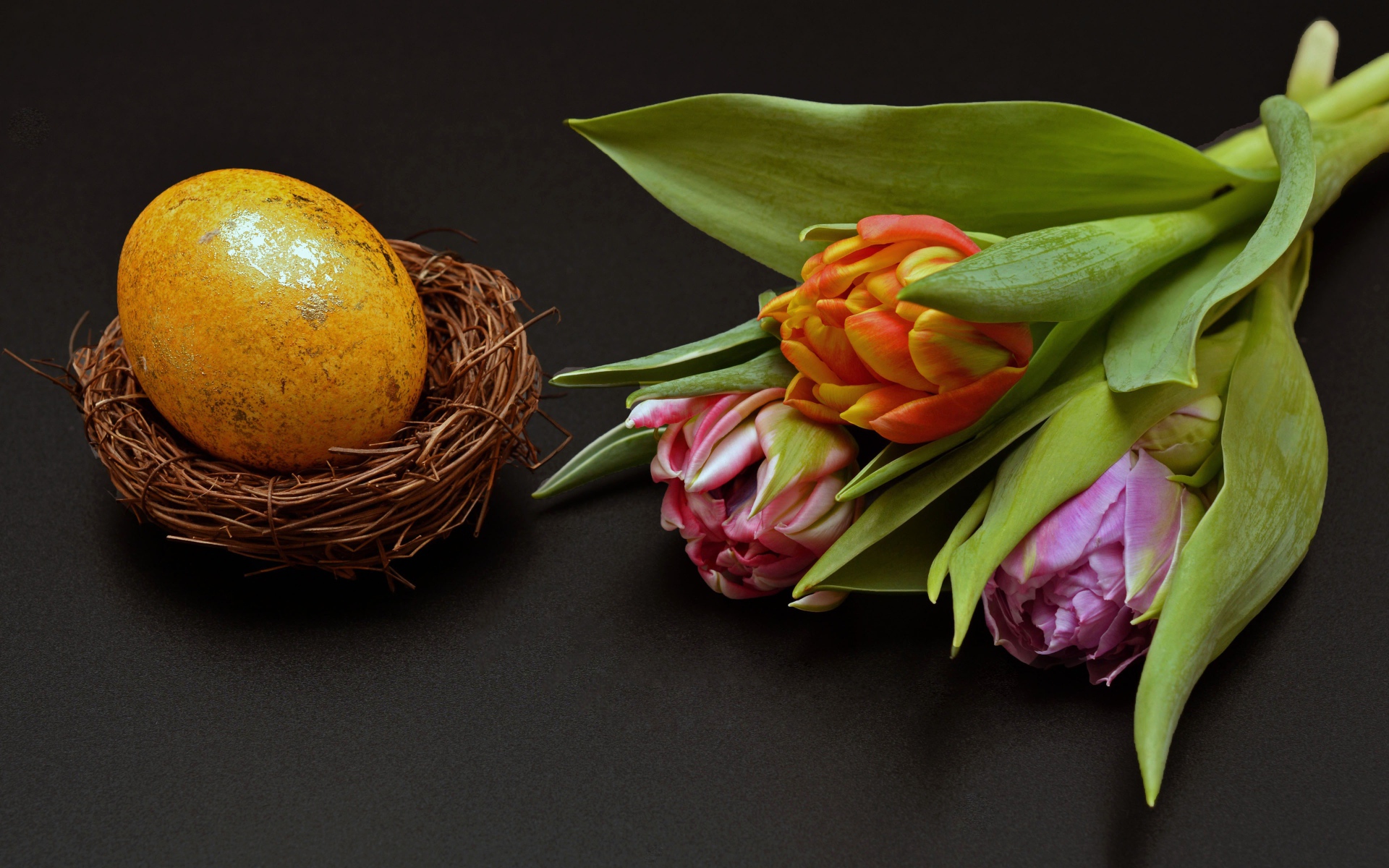 Крашеное яйцо с тюльпаном на черном фоне на Пасху