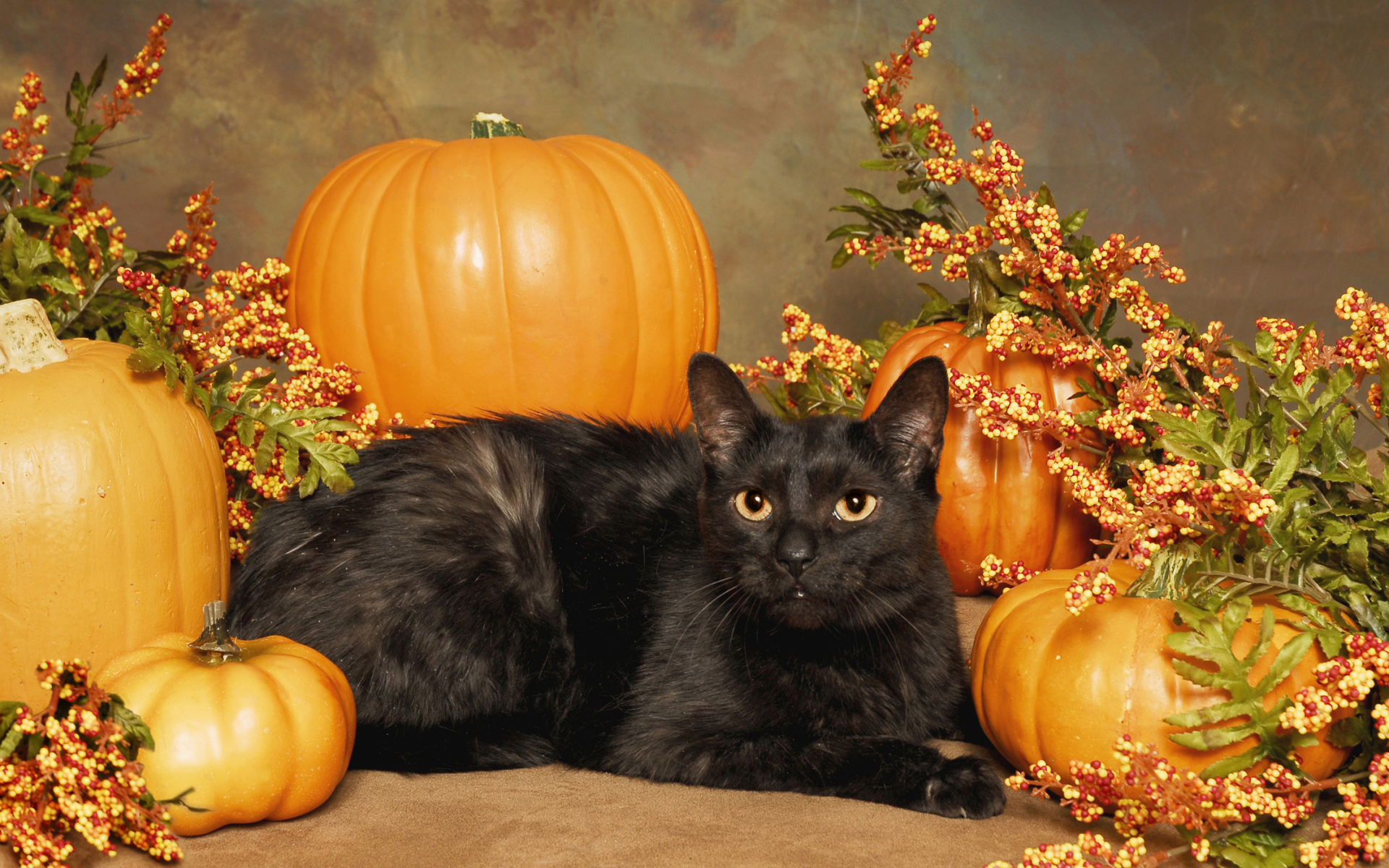 Black cat with pumpkins for Halloween