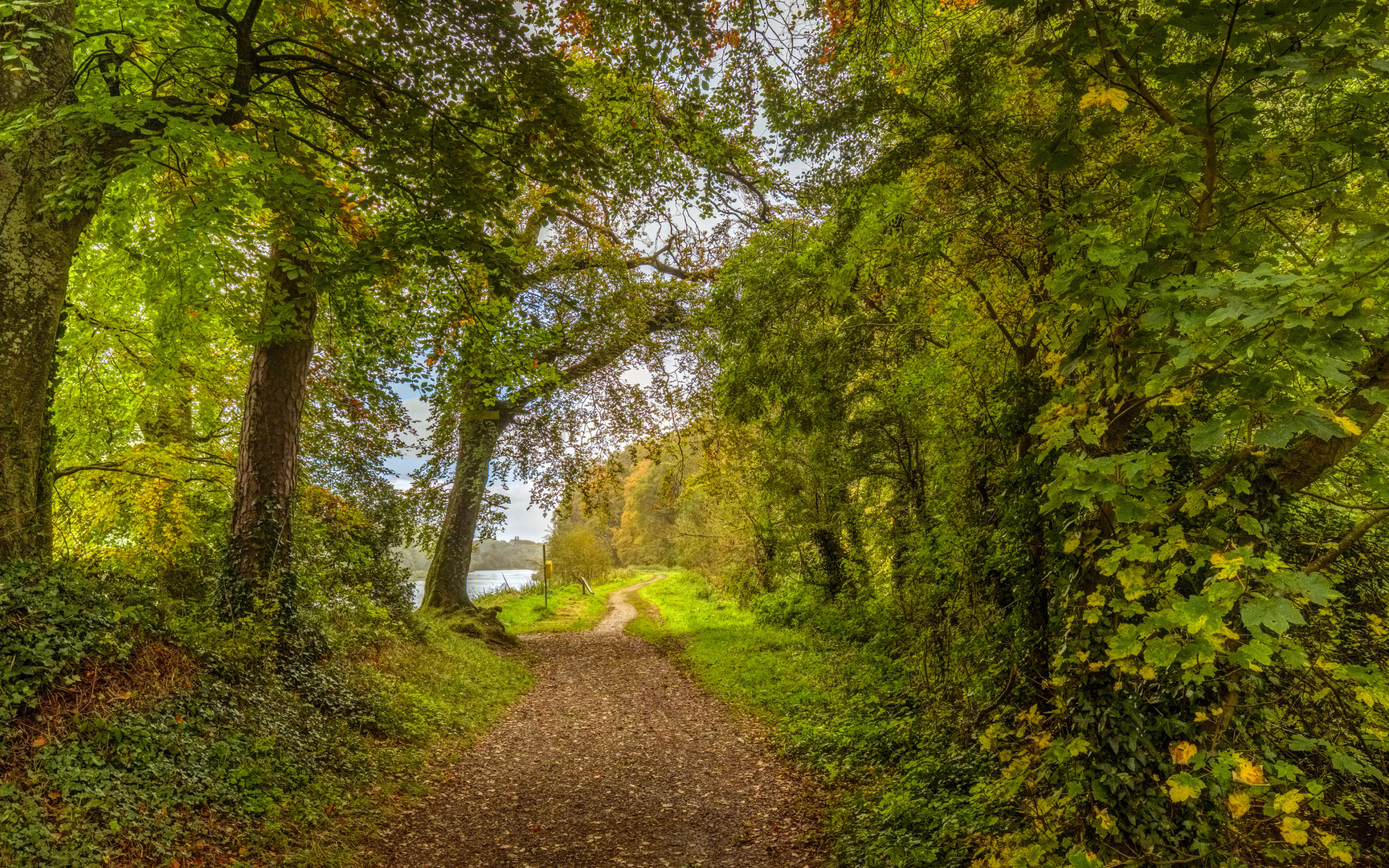 Красивый парк с зелеными деревьями у реки