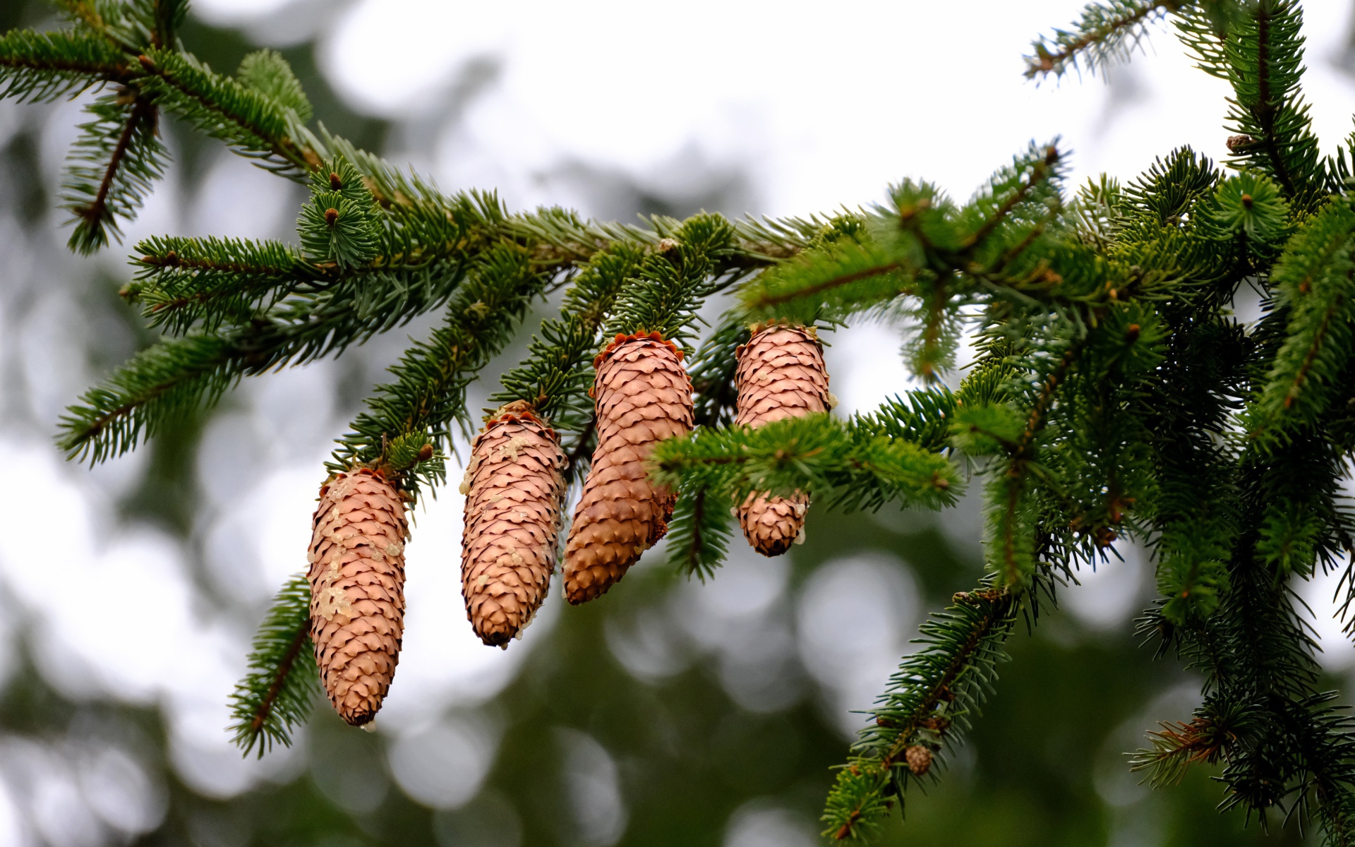 Big brown cones on a green spruce branch