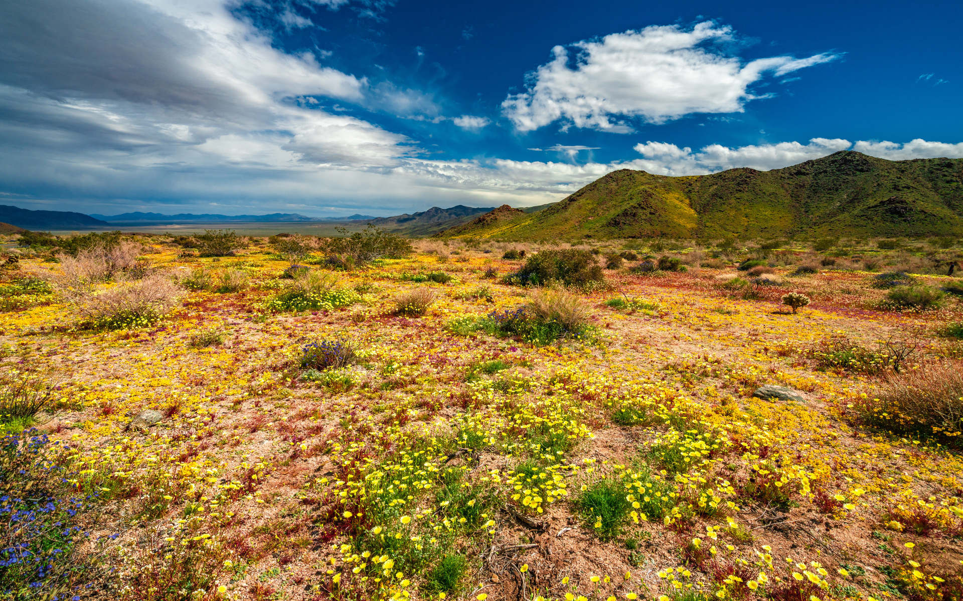 Желтые цветы в пустыне под голубым небом 