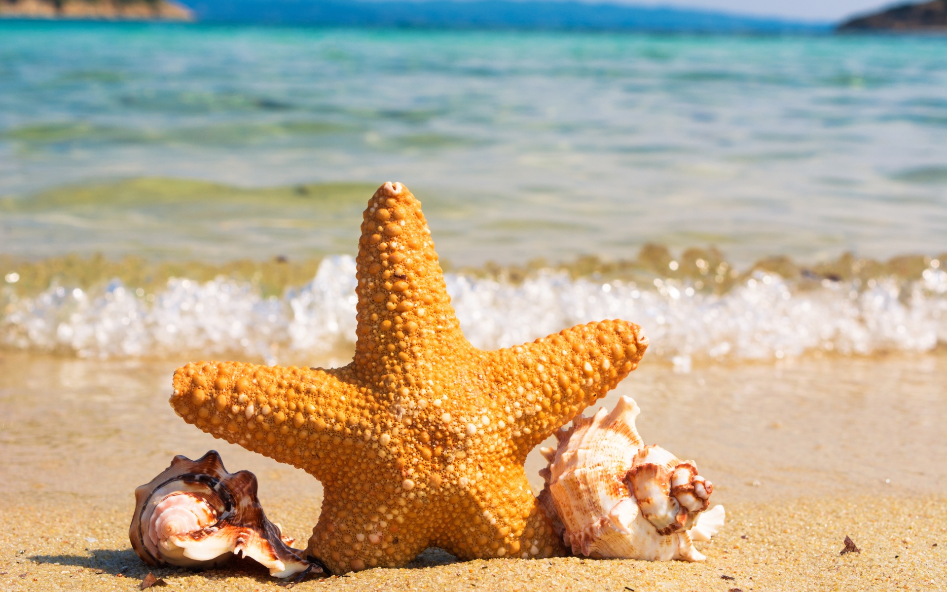 Морская звезда с ракушками на берегу моря