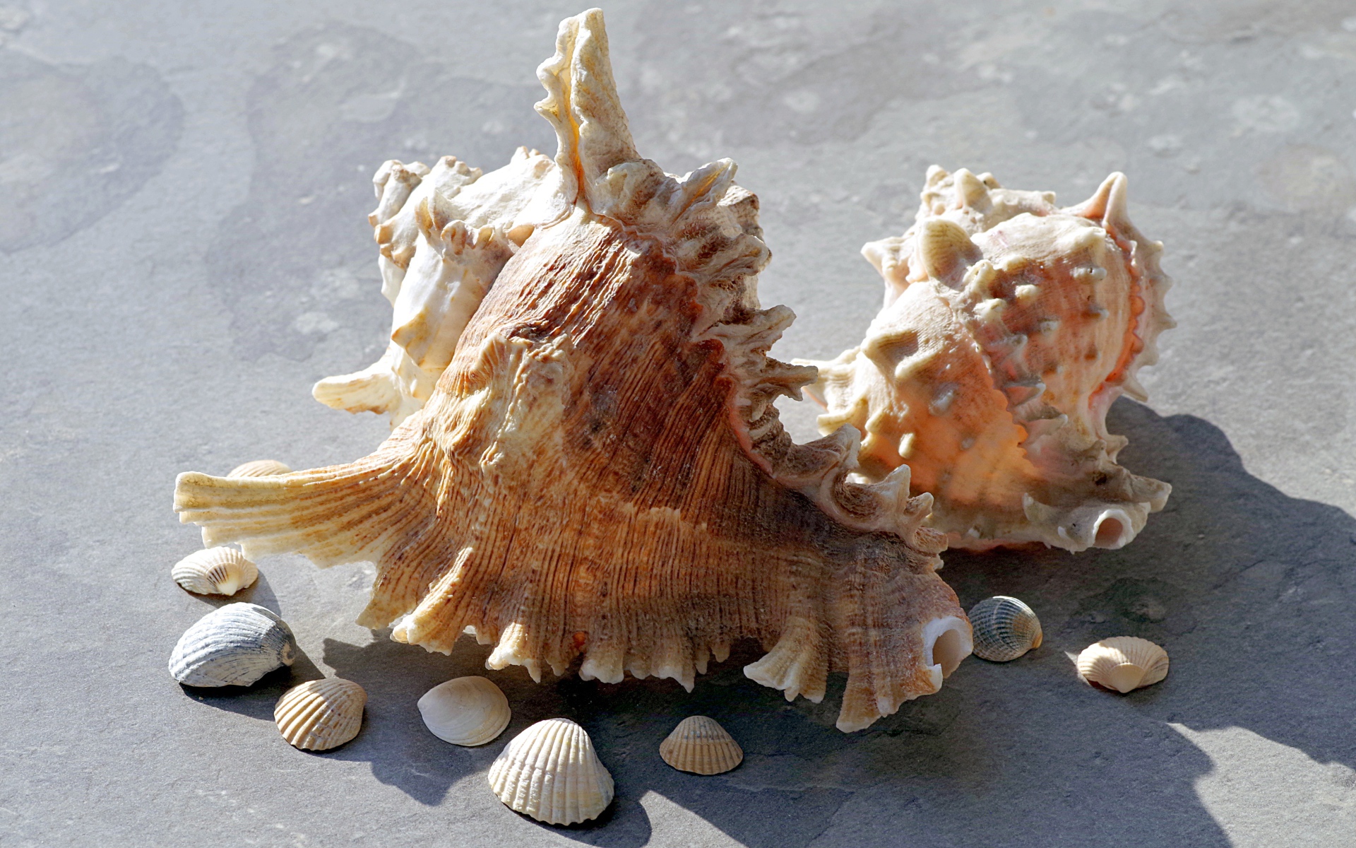 Две большие ракушки лежат на камне