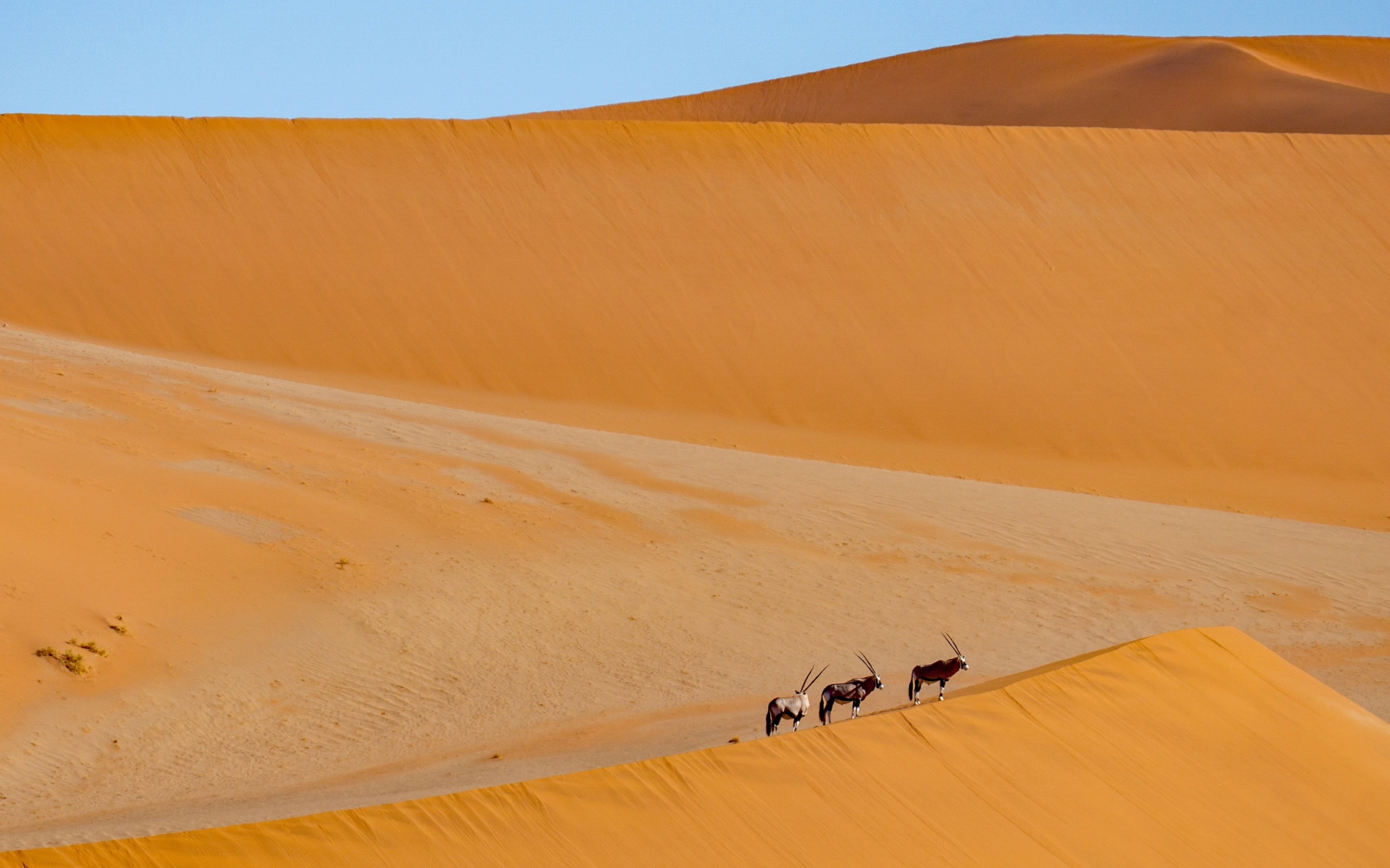 Большая горячая пустыня с животными под голубым небом 