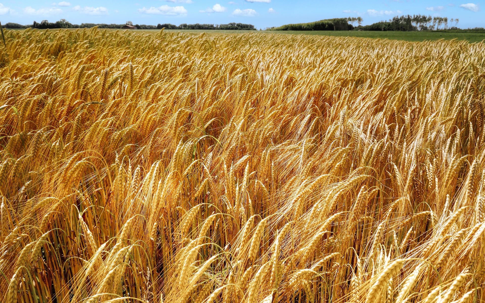 Большое поле спелой пшеницы осенью