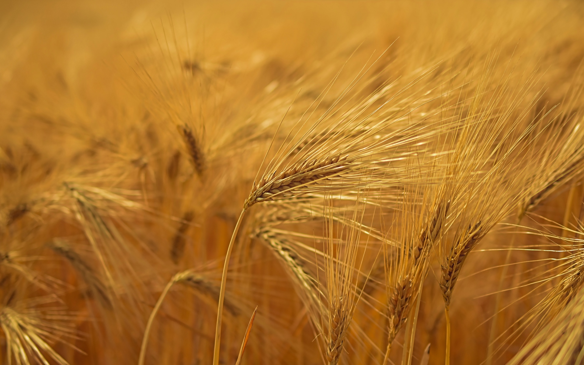 Спелые желтые колосья пшеницы на поле