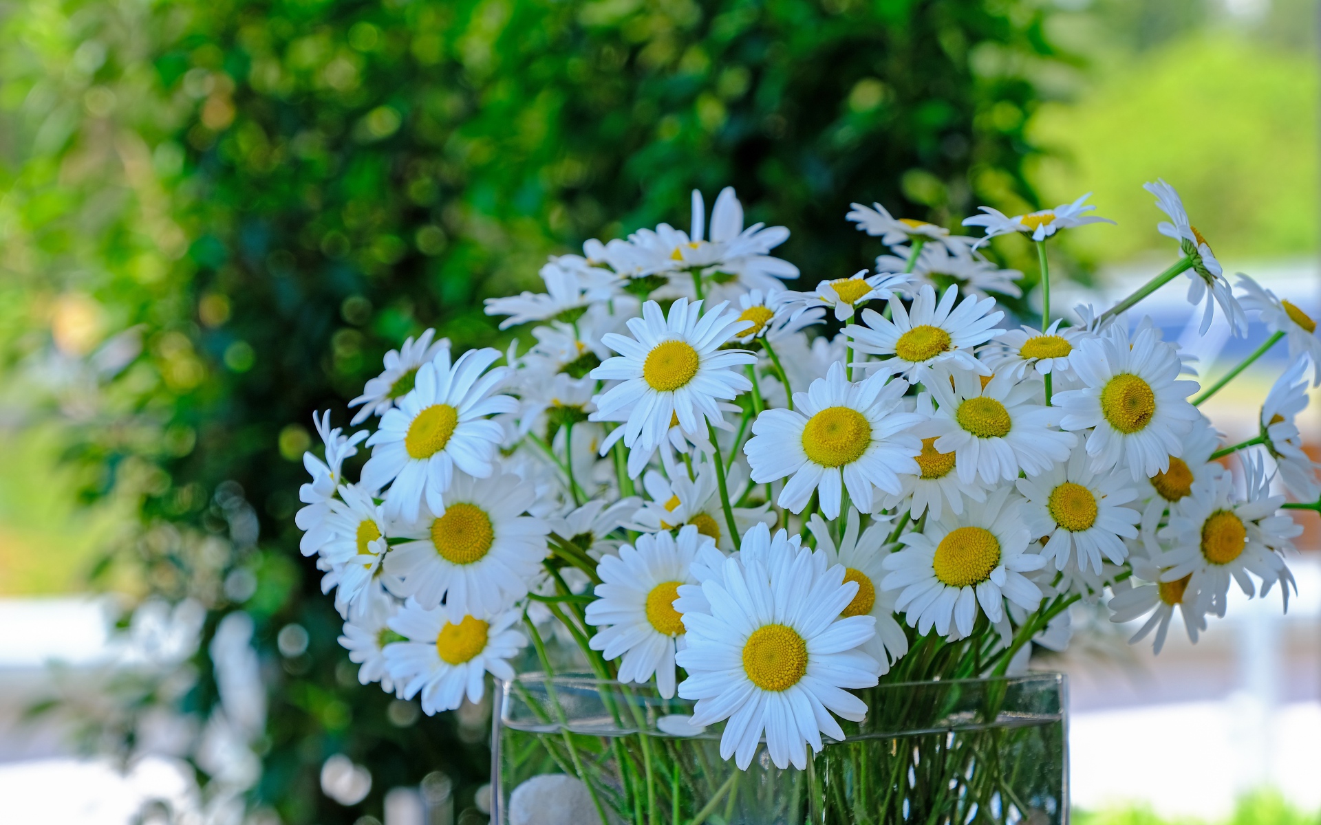Большой букет белых ромашек в стеклянной вазе на столе 