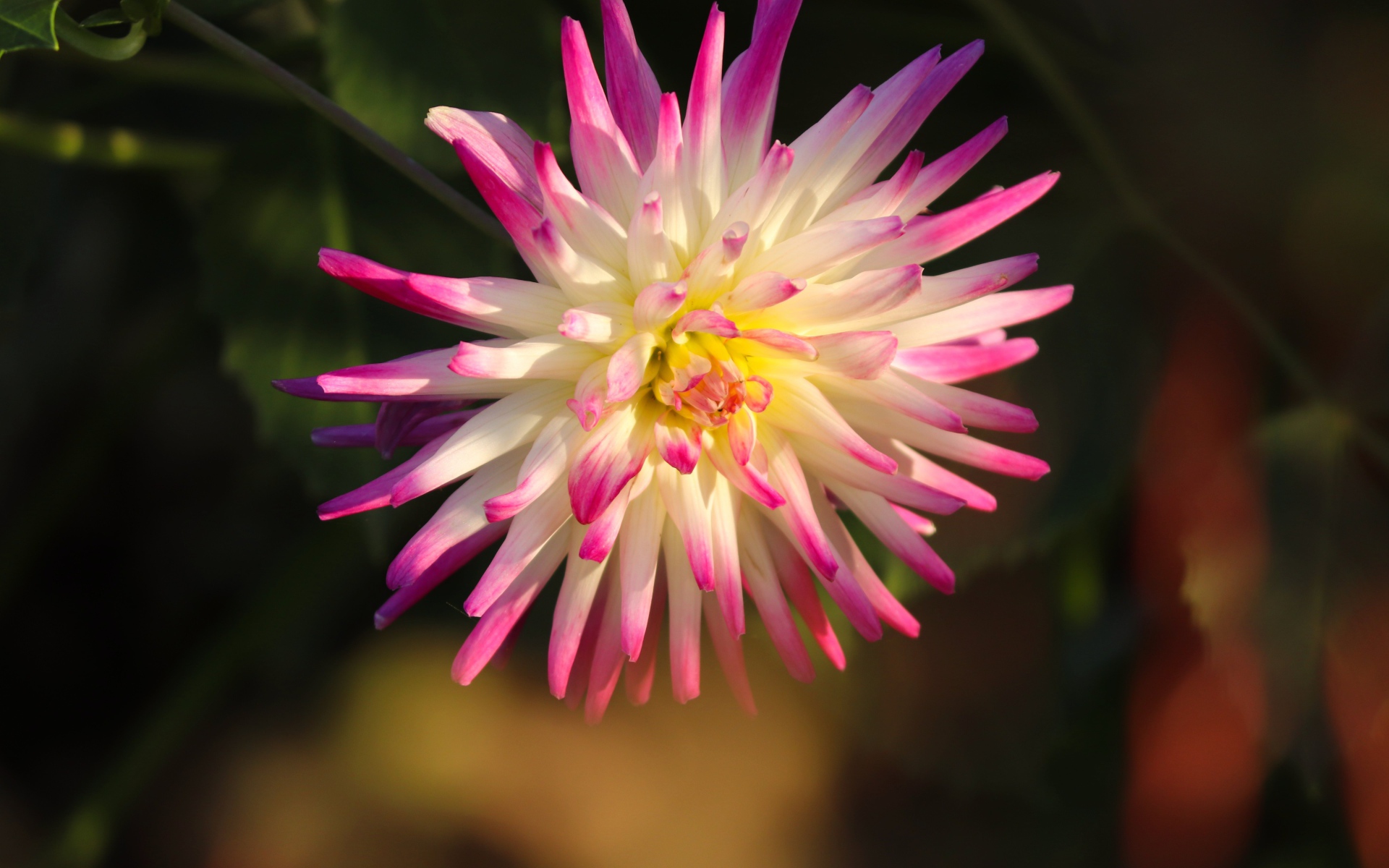 Красивый цветок георгина с розовыми лепестками 