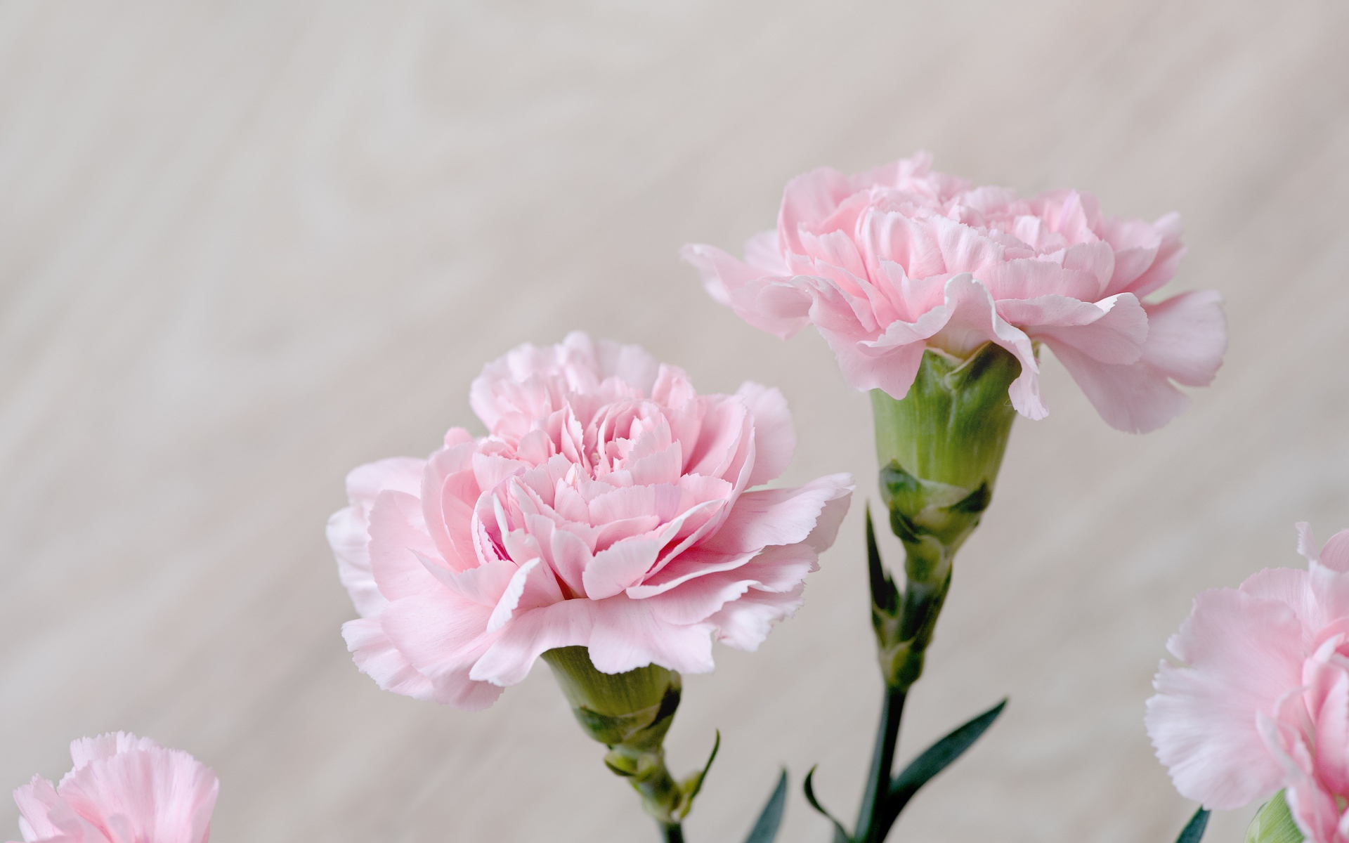 Красивые нежные цветы гвоздики крупным планом