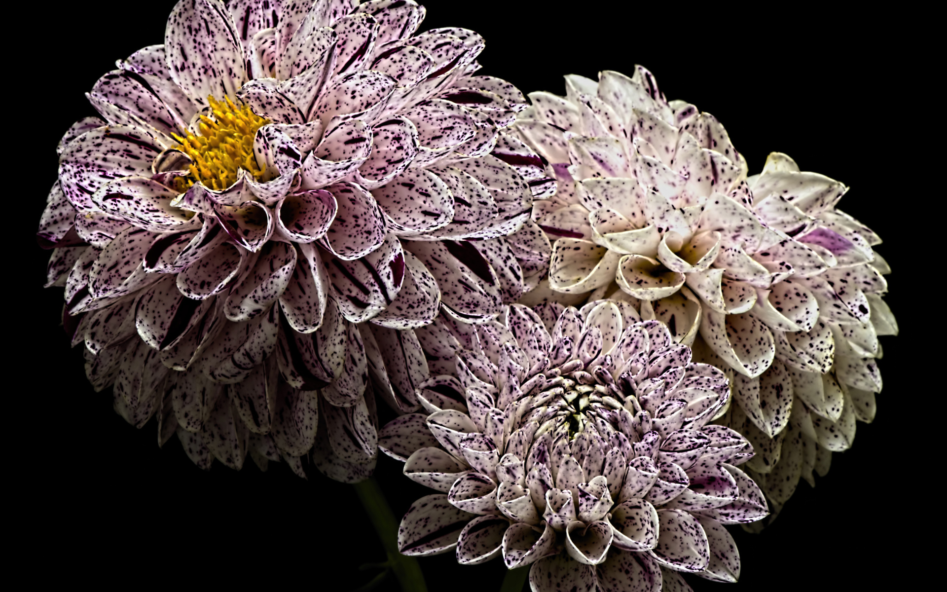 Красивые белые георгины с фиолетовыми брызгами 