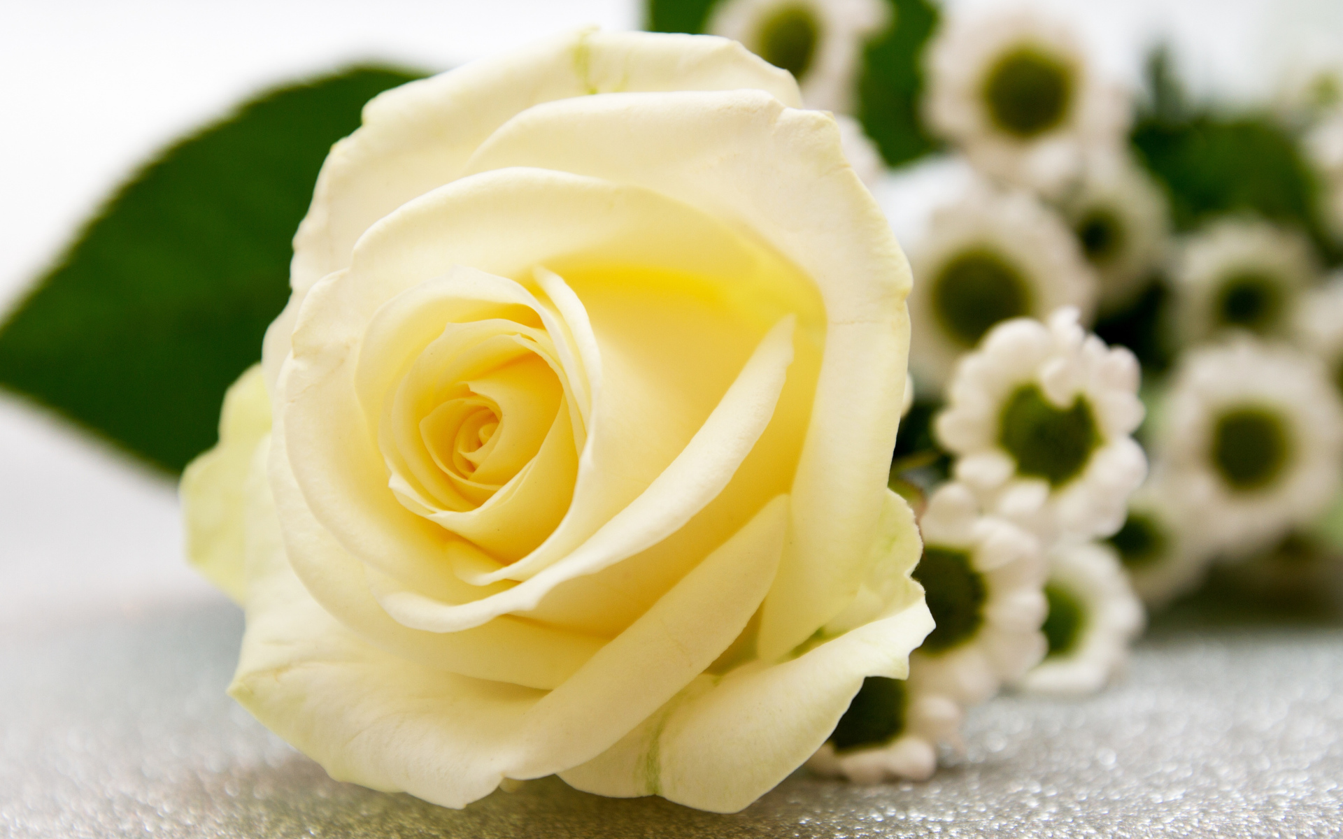 Красивая белая роза лежит на столе