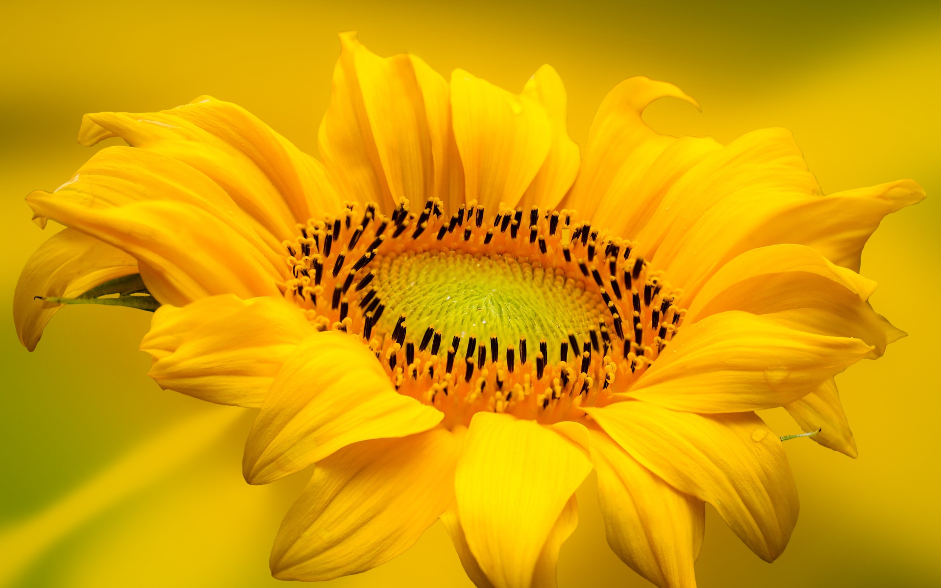 Красивый желтый цветок подсолнуха на желтом фоне