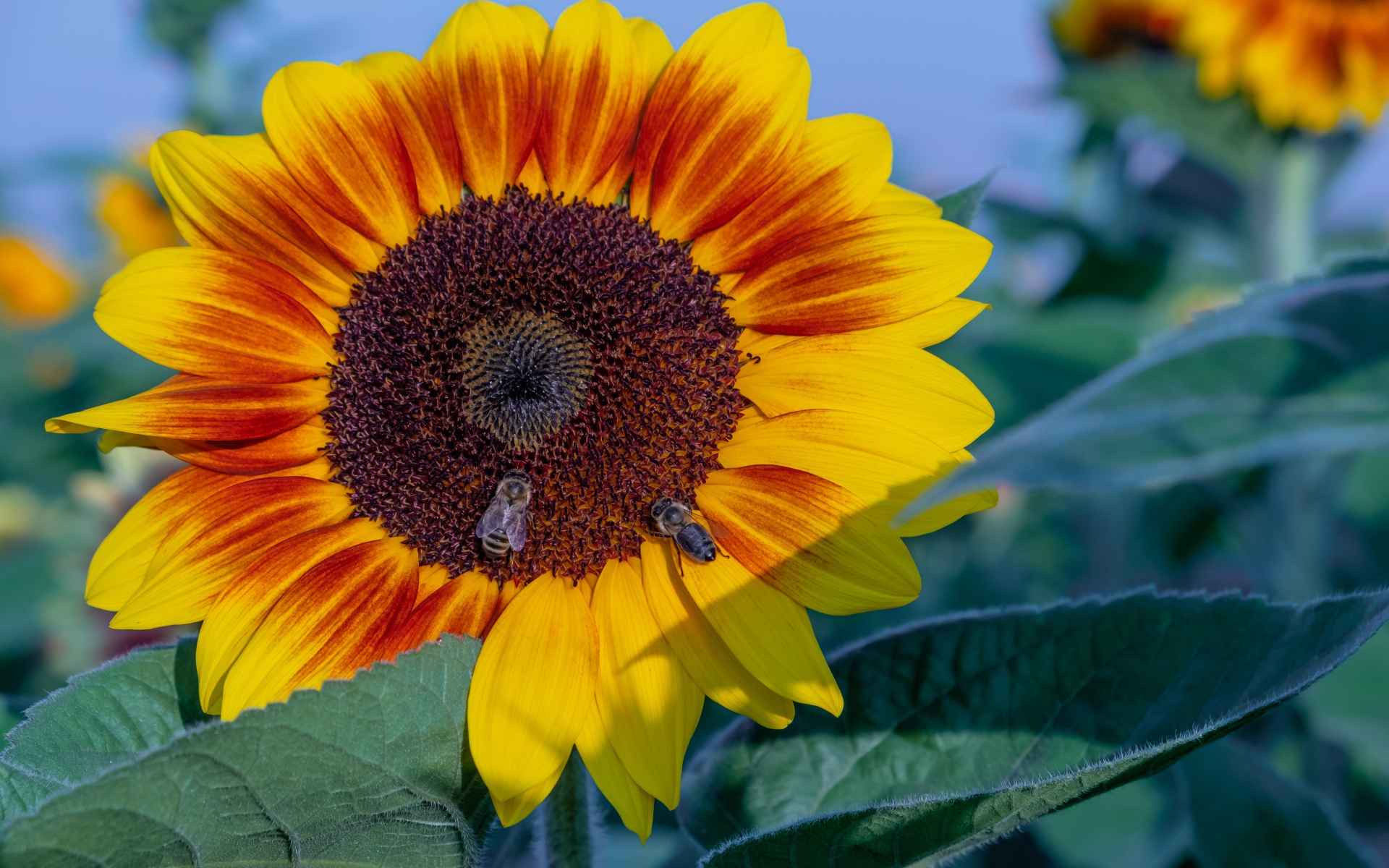 Большой красивый цветок подсолнуха с пчелами