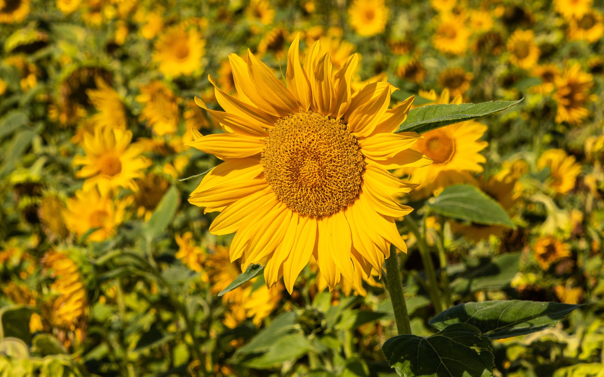 Большой желтый цветок подсолнуха на поле 