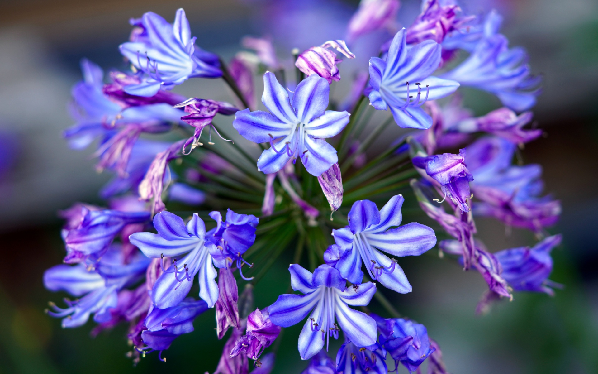 Голубые цветы агапантус крупным планом 