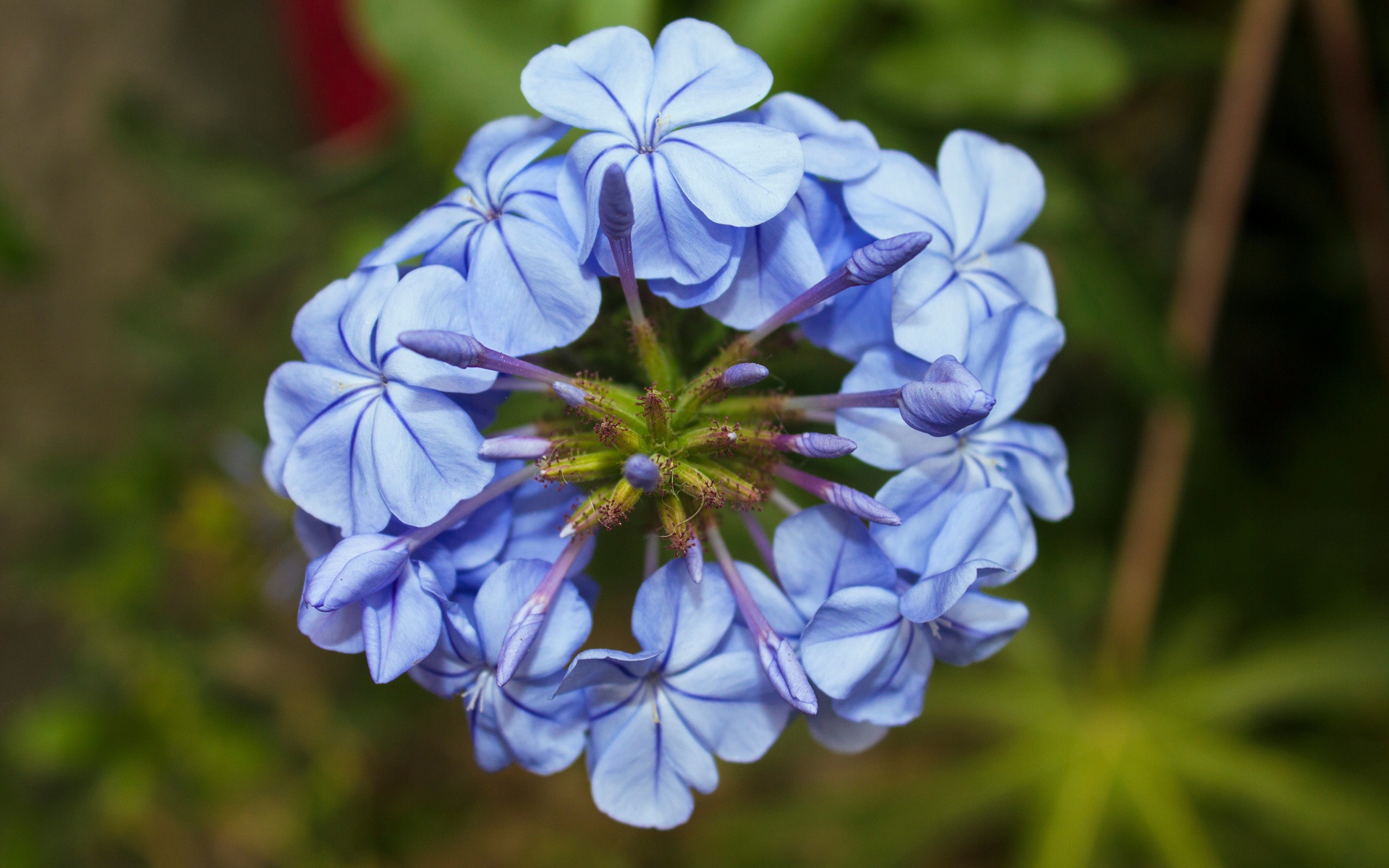 Голубой цветок плюмбаго крупным планом