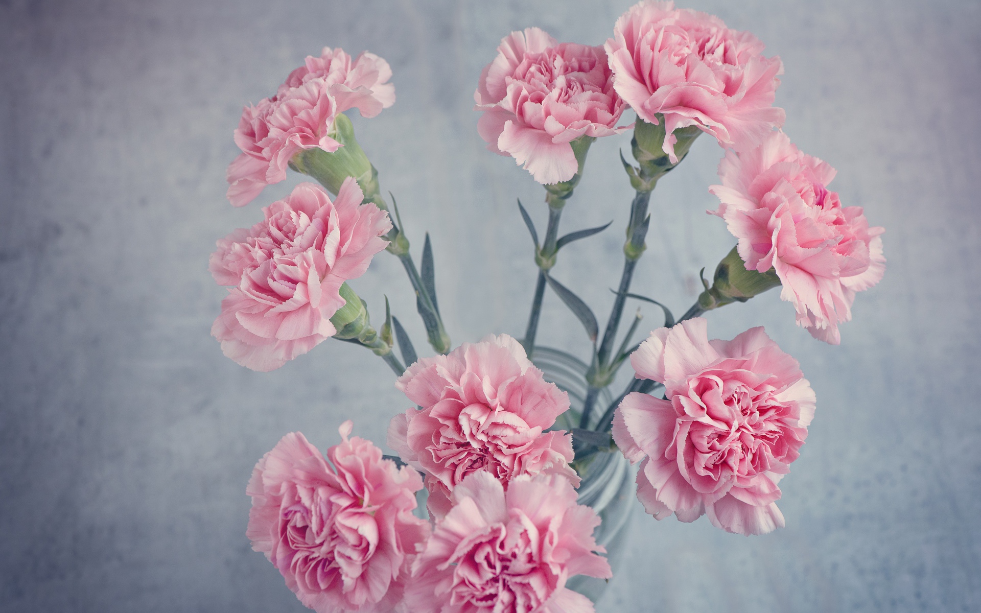 Bouquet of pink carnations in a vase on the table