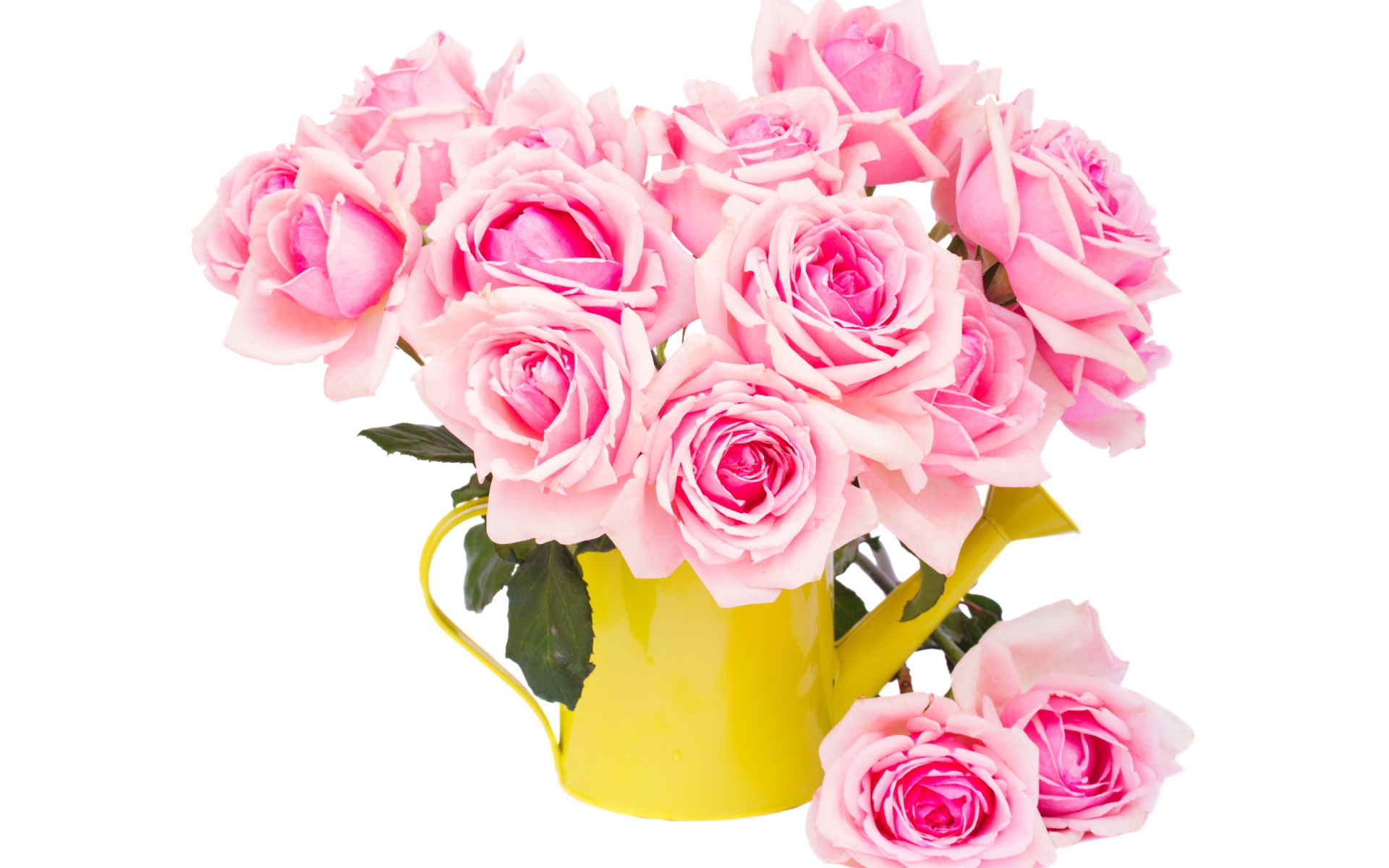 Букет розовых роз в желтой лейке на белом фоне