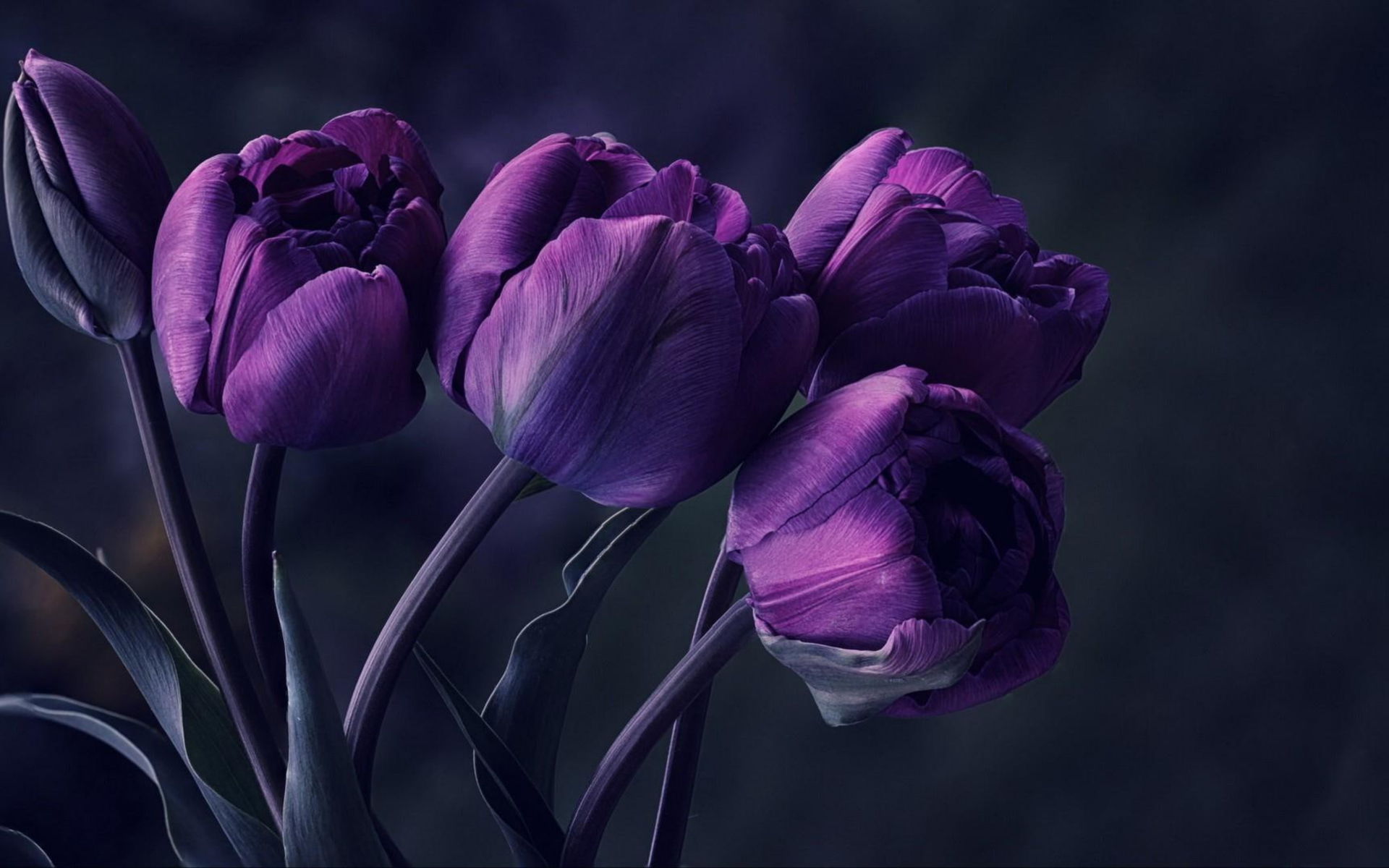 Букет фиолетовых тюльпанов на сером фоне 