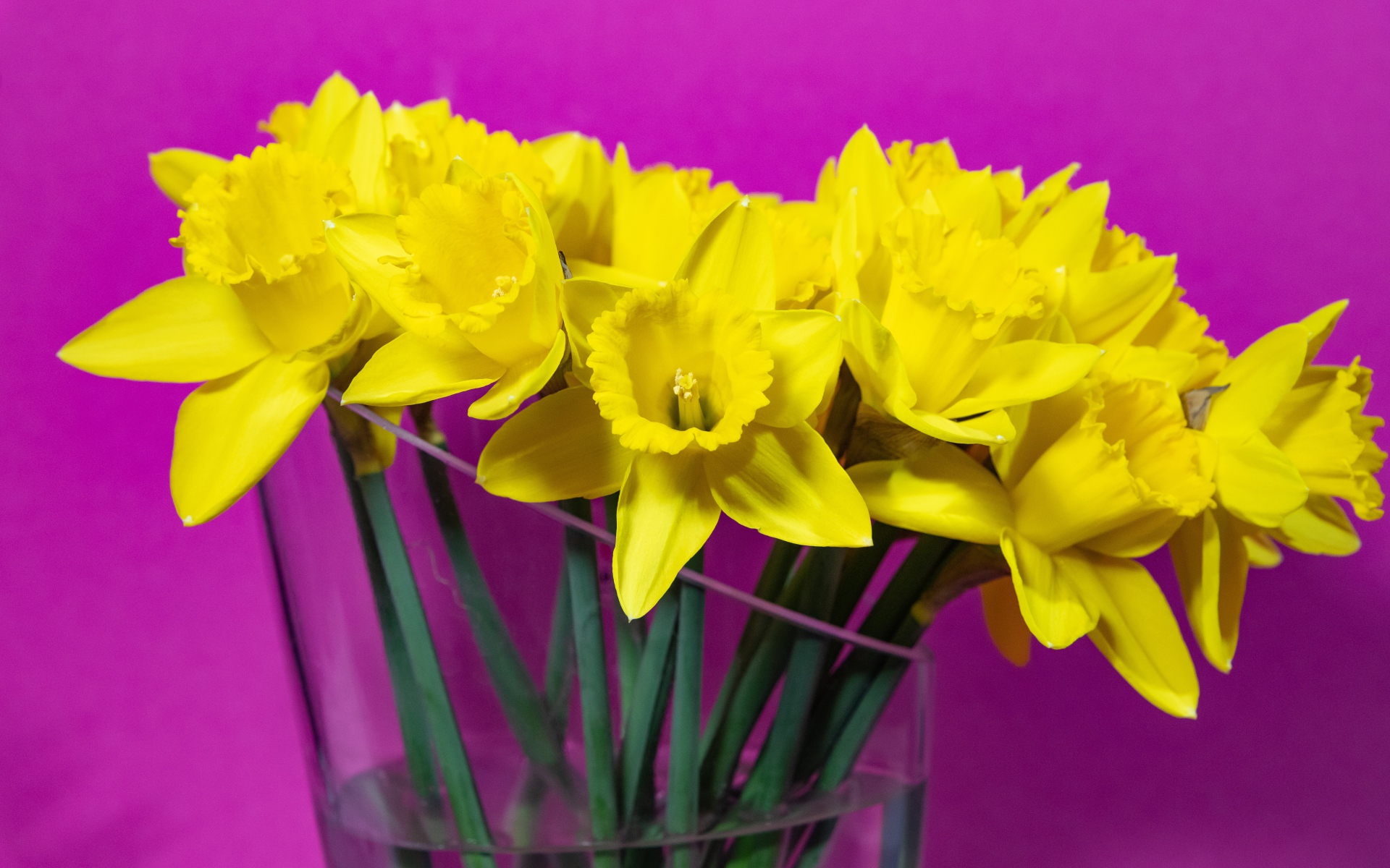 Букет желтых цветов нарцисса в стеклянной вазе на сиреневом фоне